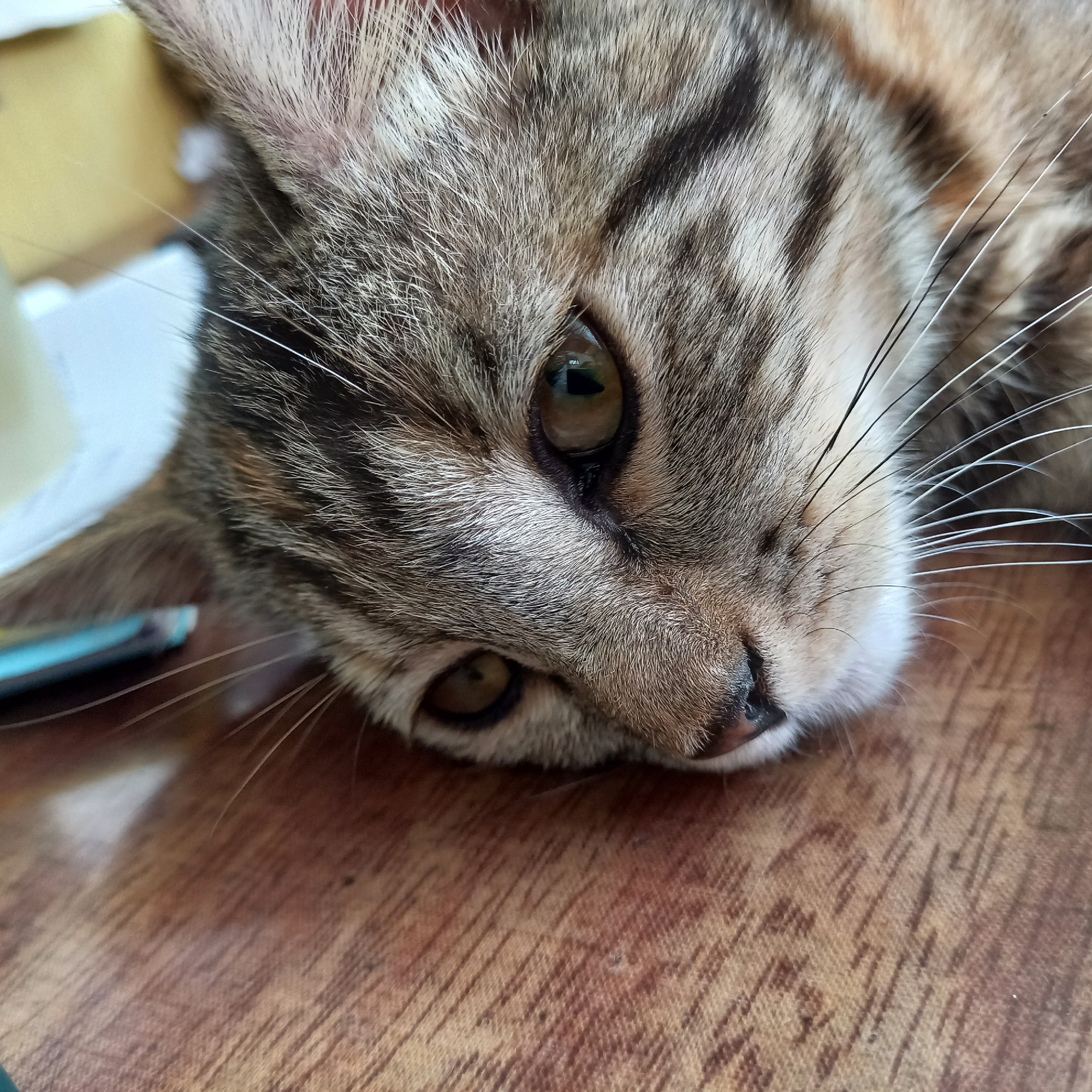 A close-up, slightly angled shot shows a tabby cat lying on its side, with its head resting on a wooden surface. The cat's fur is a mix of brown, black, and grey stripes. Its eyes are partially closed, and its whiskers are fanned out. The wooden surface appears to have a grain pattern and is reflective, suggesting it may be polished or lacquered. In the background, to the left of the cat's head, a light-colored object, possibly paper or fabric, is partially visible. The overall lighting is soft.