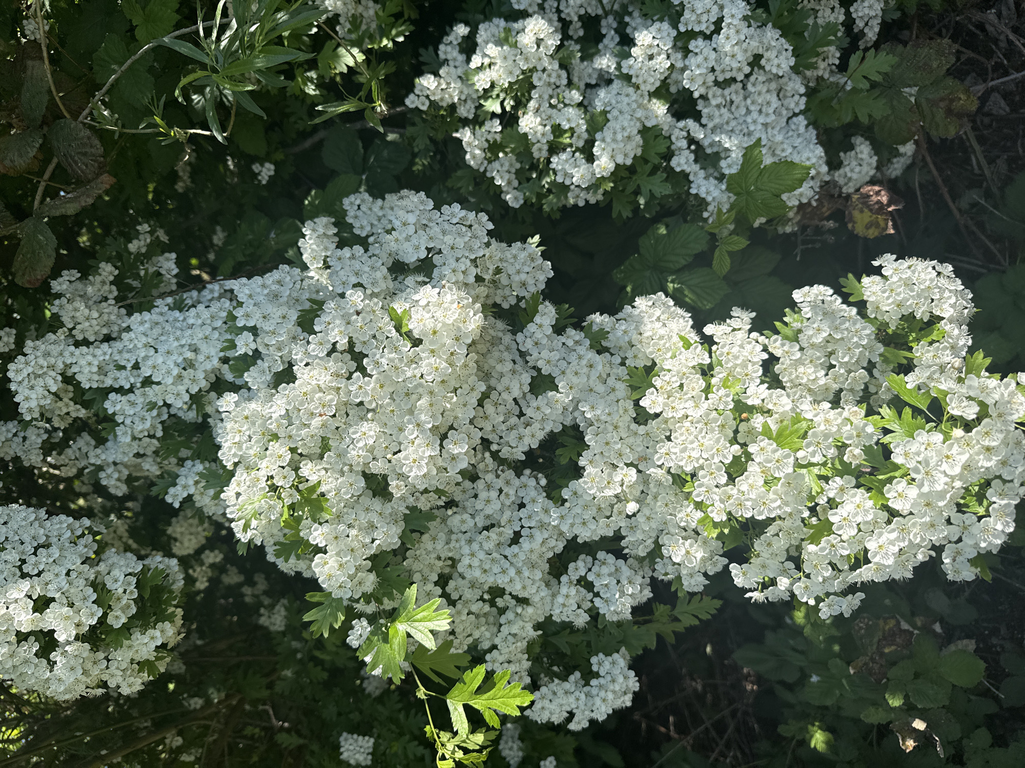 The image presents a close-up view of a dense, vibrant cluster of small white flowers, heavily blooming across the frame. Each flower is tiny, typically showing five petals, and forms part of a larger, rounded or flattened inflorescence. Many individual blossoms reveal faint yellow or greenish centers, likely stamens or pistils.
The bright white of the flowers is contrasted by various shades of green foliage. Lighter green leaves, possibly lobed or serrated, are interspersed among the flower clusters, appearing to belong to the same plant. In the background and deeper within the shrubbery, darker green leaves and shadowed branches are visible, suggesting other plants such as bramble or dense undergrowth.
The scene is an outdoor natural setting, likely a garden, park, or hedgerow. Bright natural sunlight illuminates the flowers, creating highlights on the petals and casting shadows that add depth to the dense foliage. This strong lighting indicates daytime, under clear and sunny weather conditions. There is no human activity or specific event depicted; the image focuses solely on the natural flora. No text is visible within the image. Given the location context of London, United Kingdom, the flowering plant is consistent with species like hawthorn (Crataegus), which are common in the region and bloom profusely in spring or early summer.