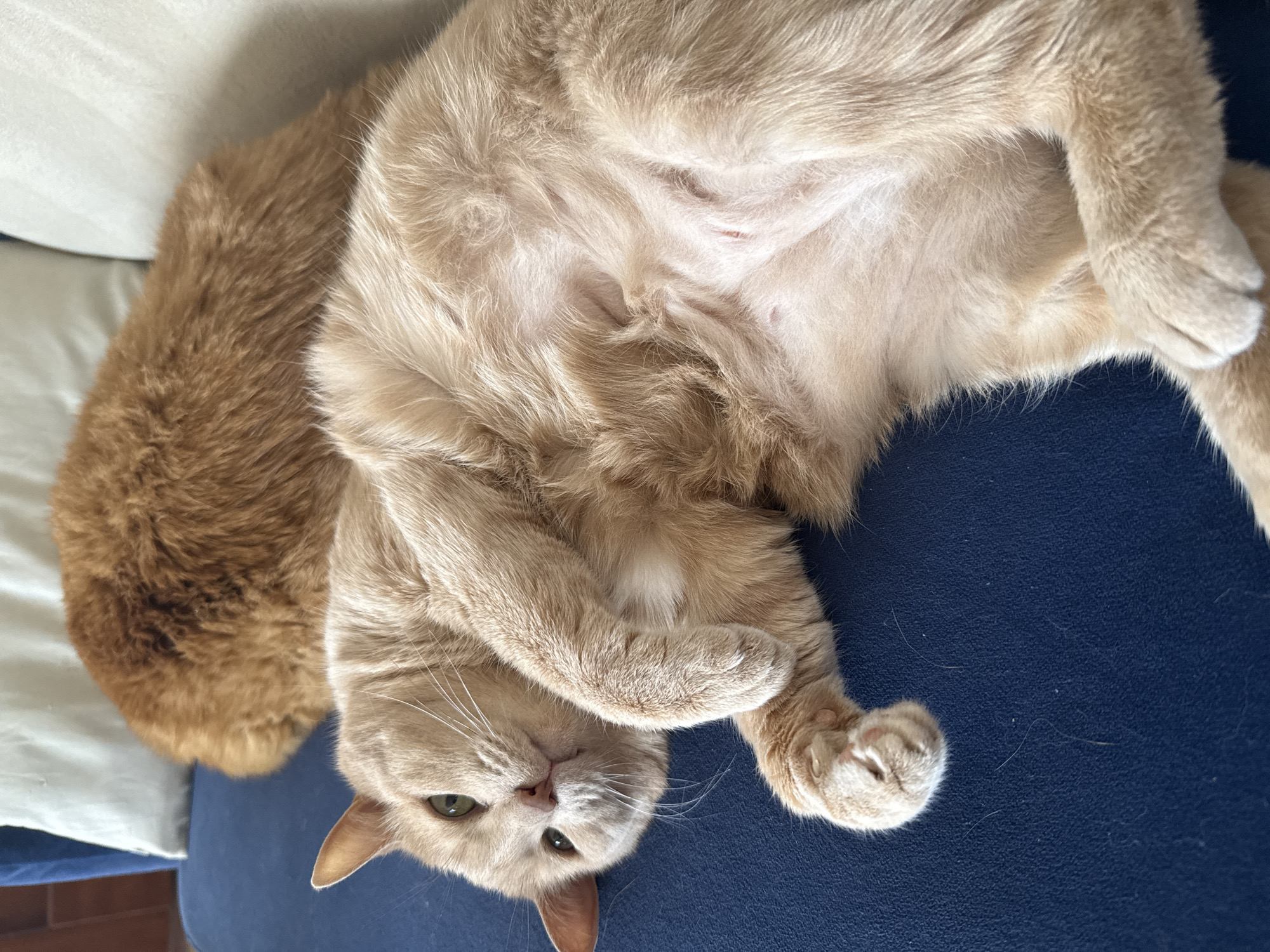 An indoor scene features two cats resting on furniture. The main subject is a cream-colored or very light ginger cat lying on its back, exposing its belly, on a dark blue upholstered surface, likely a sofa or bed. This cat has distinct green eyes and prominent white whiskers, looking directly towards the viewer with a relaxed and comfortable expression. Its front paws are crossed over its chest/belly, and its fur appears soft and plush. Faint, reddish linear marks or scratches are visible on its lightly furred belly.
To the left, partially visible, is another cat with rich, darker orange/ginger fur, suggesting it is lying next to the main cat, possibly also resting. A white or light-colored pillow or blanket is visible behind this second cat, contributing to the cozy domestic setting.
The lighting is soft and natural, indicating daytime. No specific location cues are visible within the image itself. There is no visible text. The overall impression is one of peaceful rest and comfort in a home environment in Krasnoyarsk, Russia.