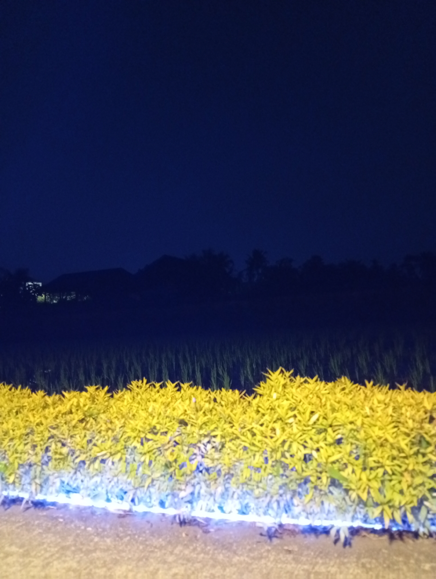 This image depicts a nighttime scene in Tampaksiring, Indonesia. In the foreground, a neatly trimmed hedge of bright yellow-green foliage is illuminated from below by blue-white lights. The hedge appears to be a decorative border. Beyond the hedge, a field of tall, thin plants, possibly rice stalks, stretches into the background. The field is dimly lit, with some vertical lines of light suggesting they are also illuminated. In the distance, silhouetted against the dark night sky, are the shapes of buildings and trees. The sky is a deep, dark blue, indicating it is late at night. The overall impression is one of a well-lit garden or park area in a rural or semi-rural setting within Tampaksiring. There are no people visible in the image.