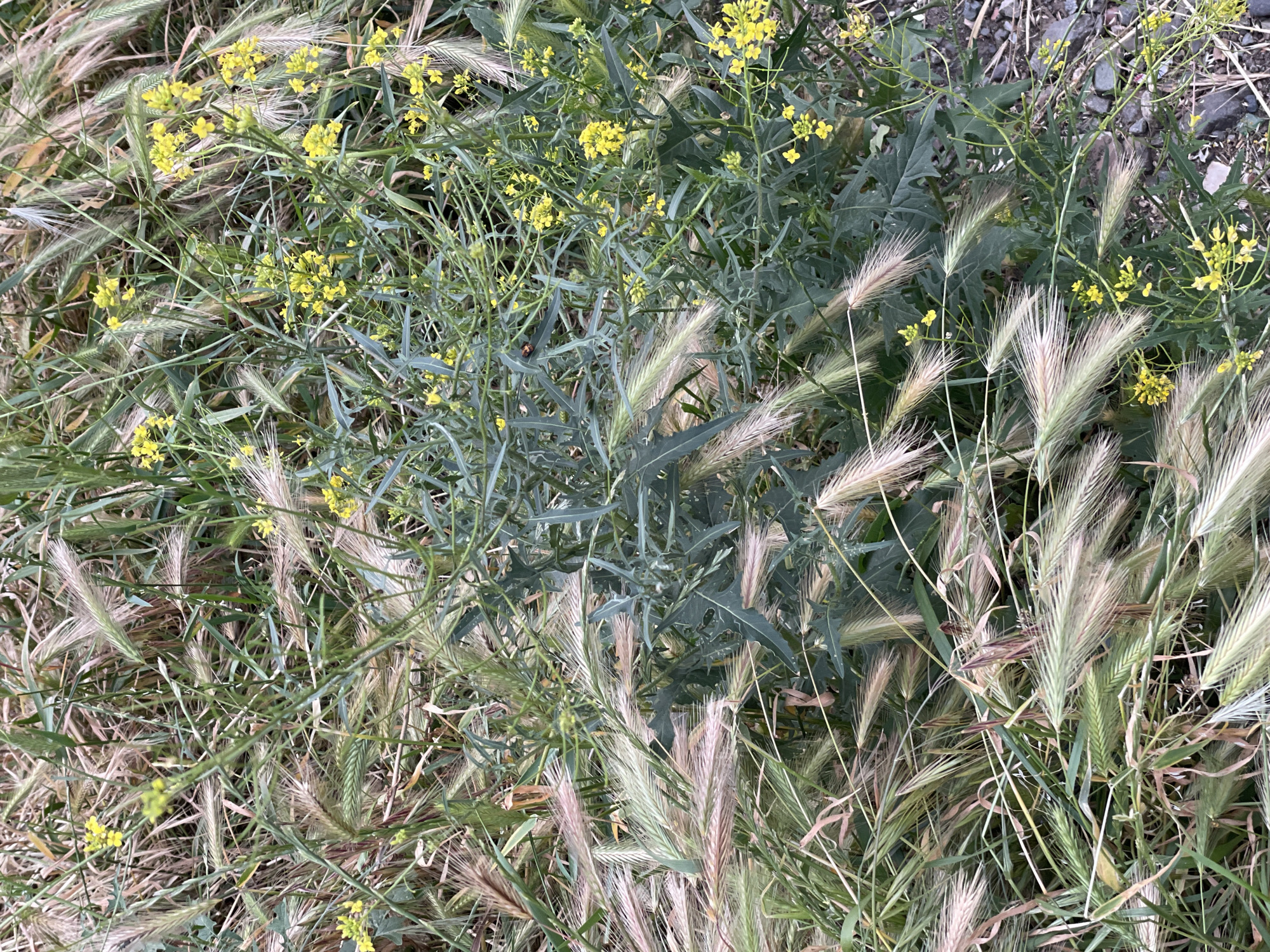 The image depicts a patch of ground cover with various plants. Yellow flowering weeds grow among tall, wheat-like grasses. The weeds have sparsely distributed yellow flowers. The grasses are predominantly light brown and white, with some green stalks still present. The ground is dry, and there is a small patch of gravel visible in the upper right corner.