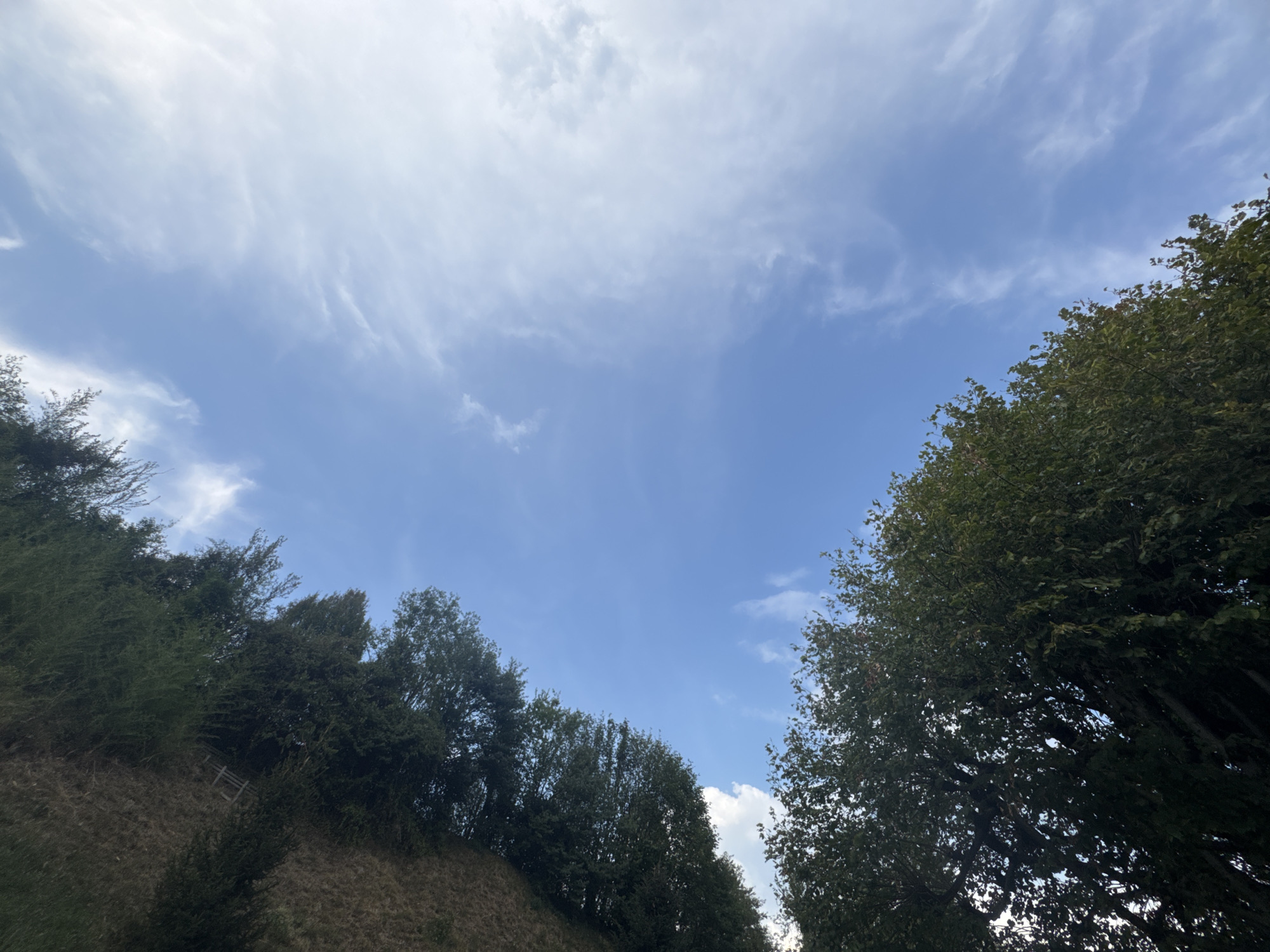 The image shows a view looking upwards towards a blue sky with scattered wispy clouds. The foreground is dominated by the upper branches of lush green trees on the right and a densely wooded hillside on the left. The hillside is covered in dry grass and appears to be sloping upwards. A small wooden structure, possibly a fence or part of a pathway, is visible embedded in the vegetation on the hillside. The scene suggests an outdoor environment, possibly a park or a natural area on the outskirts of Chiasso, Switzerland, with the trees and hillside framing the sky. There are no people or animals visible in the frame, and no specific actions or interactions are depicted. The lighting indicates it is daytime, likely with the sun partially obscured by clouds or trees.