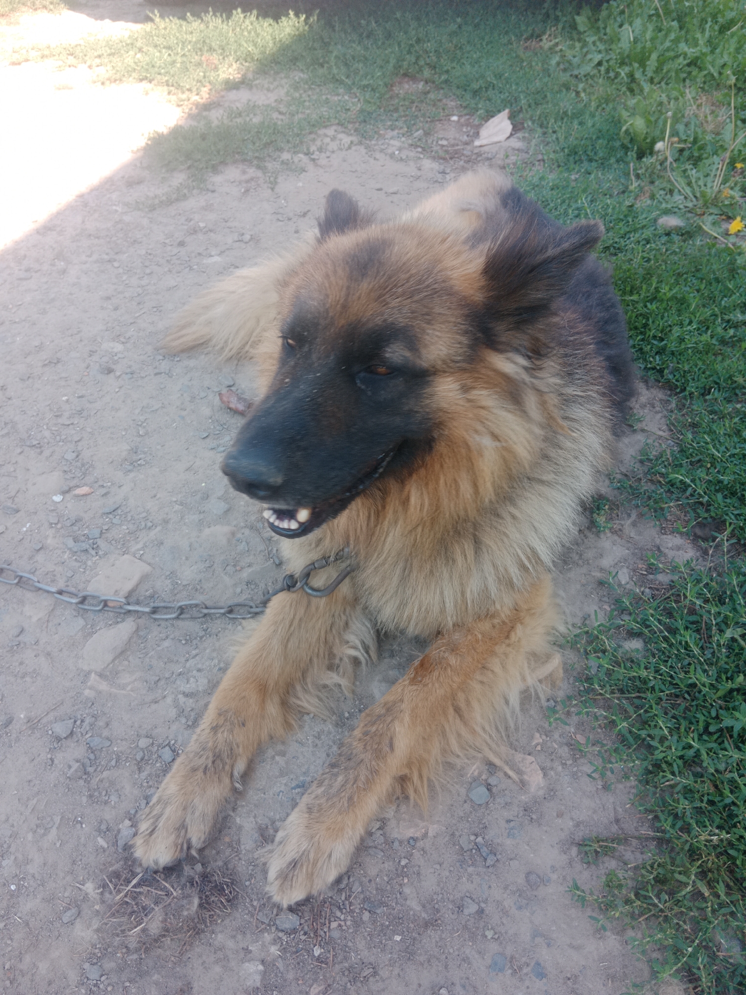 An outdoor, eye-level, medium shot captures a German Shepherd dog lying on a dirt path next to a grassy area. The dog is chained and appears to be panting, with its mouth open and tongue visible. Its fur is a mix of brown, black, and tan. The background consists of more dirt and grass, with a hint of a shadow on the left side of the frame. The scene suggests a rural or semi-rural setting in Nova Lishnia, Ukraine, likely in a yard or outdoor space.