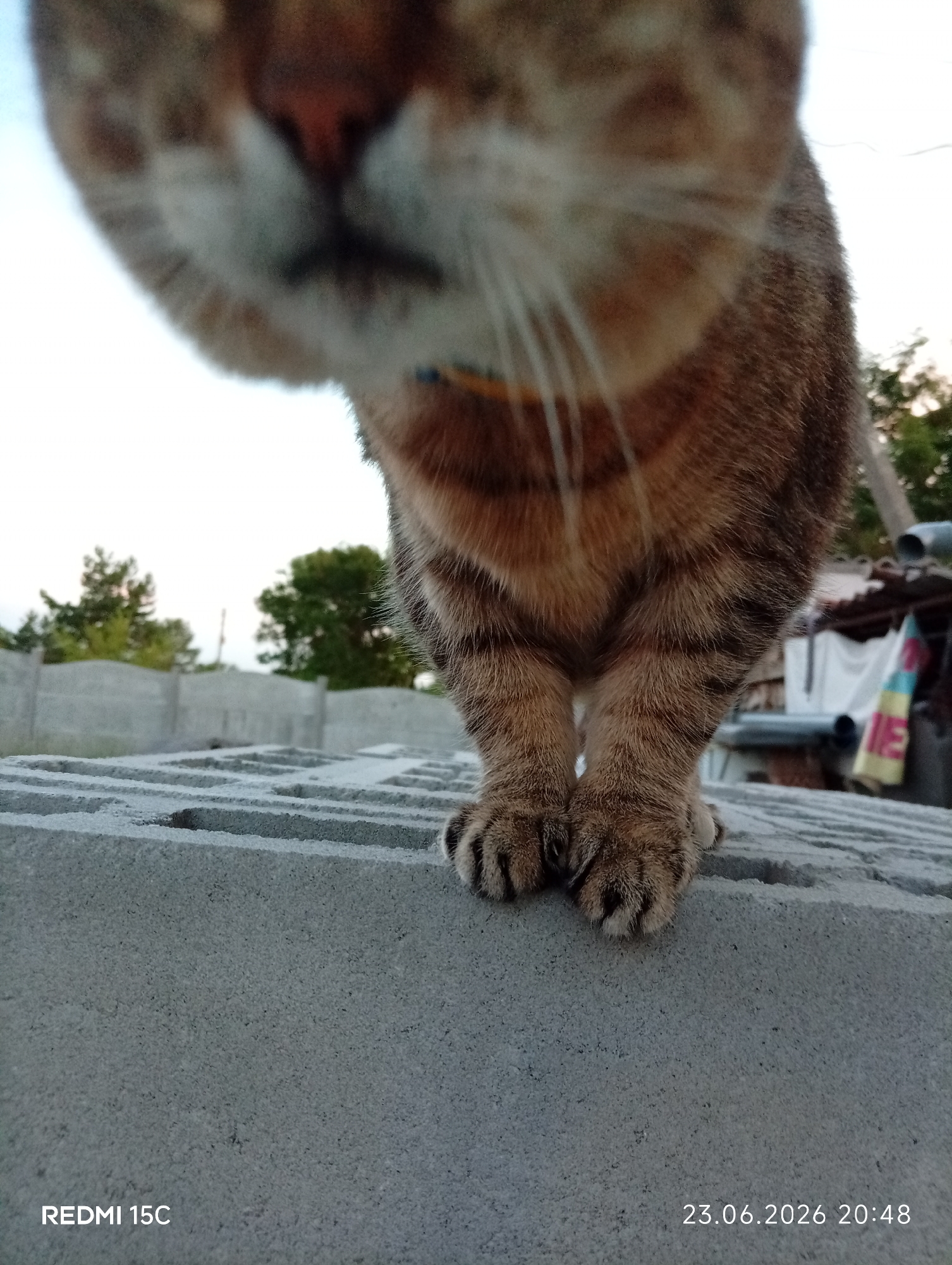 A low-angle close-up shot captures a tabby cat's front paws and chest as it stands on a concrete block structure. The cat's fur is a mix of brown, black, and tan stripes, with distinct banding on its lower legs. Its paws are slightly splayed, revealing dark claws. The background is blurred but shows a hint of trees and a fence under a bright sky, suggesting an outdoor setting, possibly a yard or construction area. The scene appears to be outdoors during daylight, with the sky being a clear, bright white, indicating a sunny or overcast day. The overall mood is neutral, focusing on the animal's presence and its immediate surroundings.
Visible text includes "REDMI 15C" in the bottom left corner and "23.06.2026 20:48" in the bottom right corner, which is a date and time stamp. The location context is Mykolaivka, Ukraine. The subject is clearly the cat, with the concrete blocks serving as the immediate object and setting. The activity is simply the cat standing.