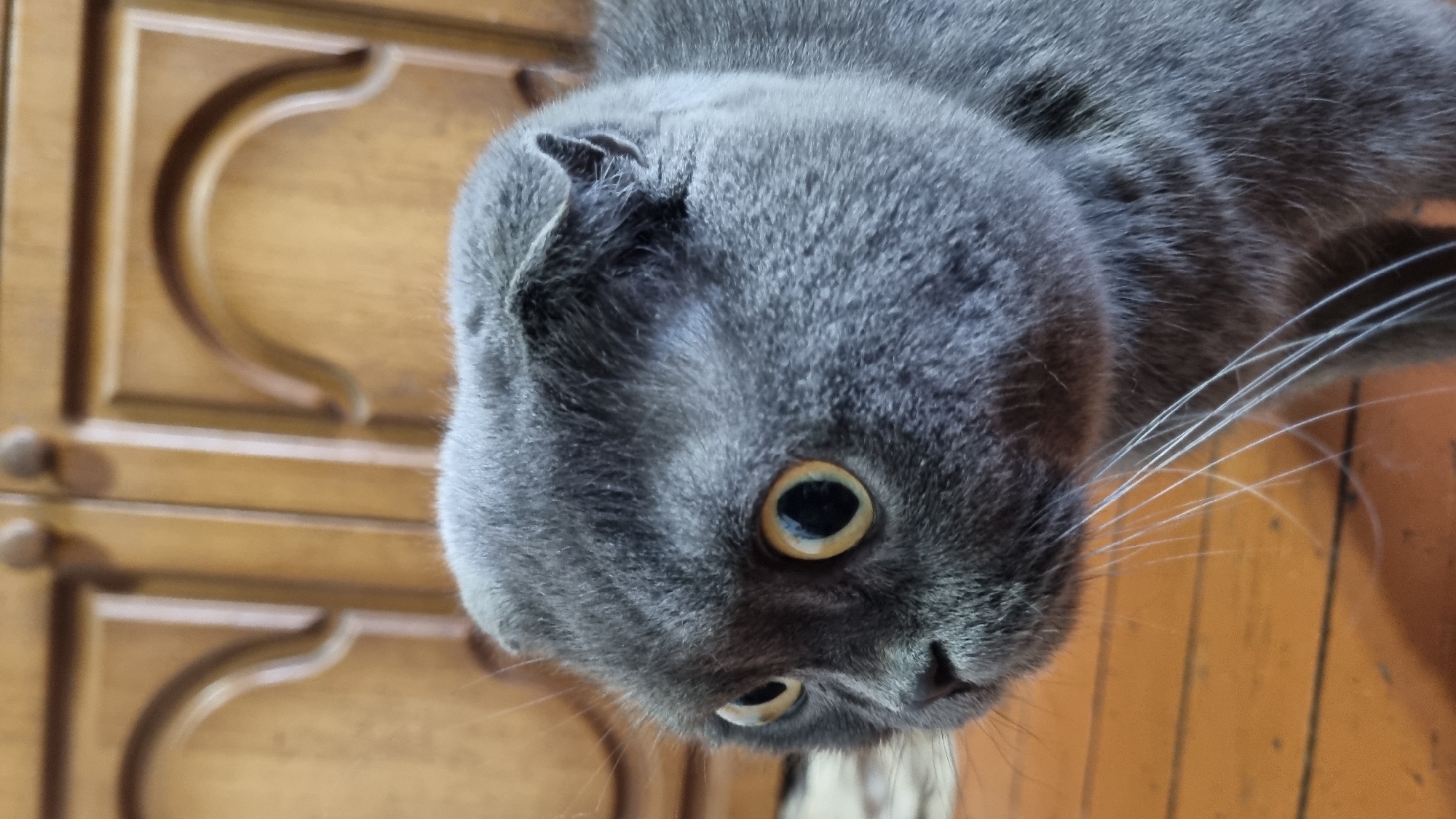 This is a close-up, portrait-style photograph of a Scottish Fold cat. The cat has gray fur, large, round, yellow-orange eyes with black pupils, and characteristic folded ears. The cat's gaze is directed to the left of the frame, giving it a slightly surprised or alert expression. Its whiskers are prominent and white. The background consists of what appears to be wooden cabinetry with curved detailing, suggesting an indoor domestic setting. The floor beneath the cat is also made of wooden planks. The image was taken in the city of Vysokoe, Russia.