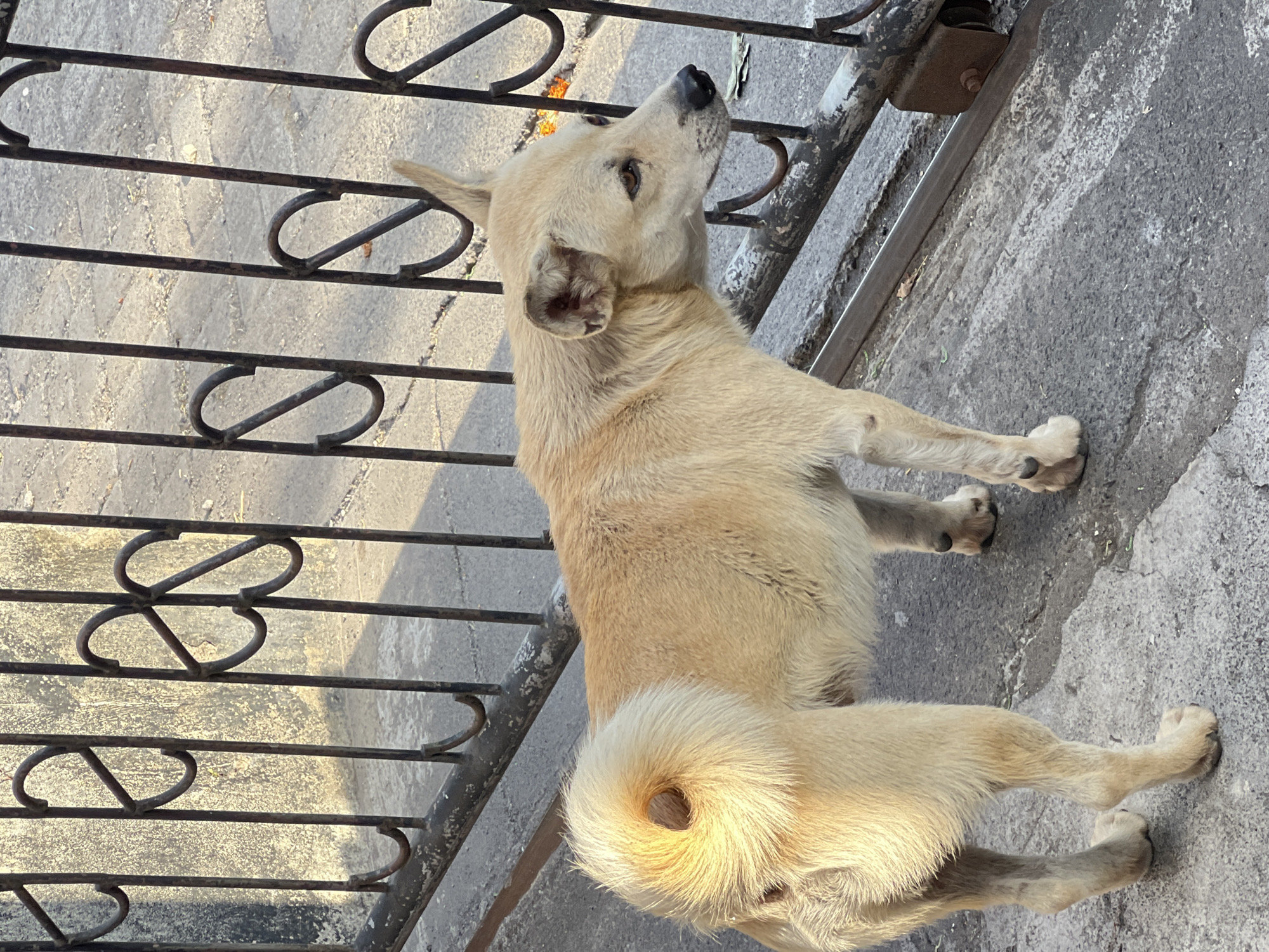 A medium-sized, light-brown dog stands on a concrete surface next to a black metal gate. The dog is facing to the right, looking away from the camera. Its tail is curled over its back, and it has a distinctive hole in the fur on its tail. The gate is ornate, with curved decorative elements. Behind the gate, a stone pathway is visible, and beyond that, a textured wall. The overall lighting suggests it is daytime, possibly late afternoon due to the shadows. The scene appears to be outdoors in a city environment. The image is taken in Denpasar, Indonesia.