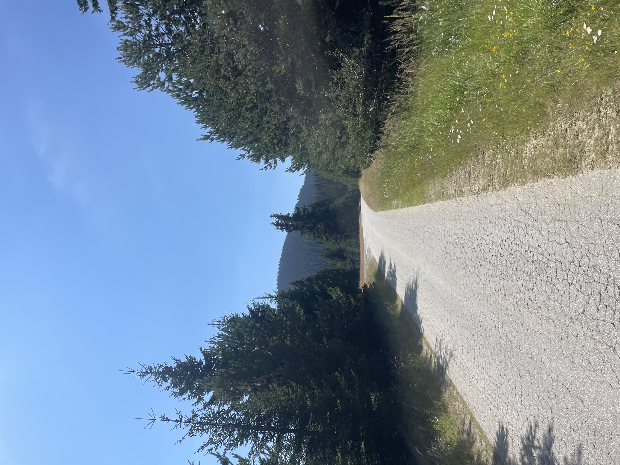 The image depicts a paved road winding through a coniferous forest under a clear blue sky. The road surface is cracked and appears to be made of asphalt. Dense evergreen trees line both sides of the road, with taller trees on the left and a mix of trees and lush green grass with wildflowers on the right. In the distance, rolling hills covered in forest are visible, with a faint structure, possibly a tower, on the furthest ridge. The lighting suggests it is daytime, with sunlight casting shadows on the road. The scene appears to be a natural, undeveloped area, likely a scenic route or trail within a mountainous region. The location is not explicitly identified in the image, but the request specifies it is in the city of Manastir, Bulgaria.