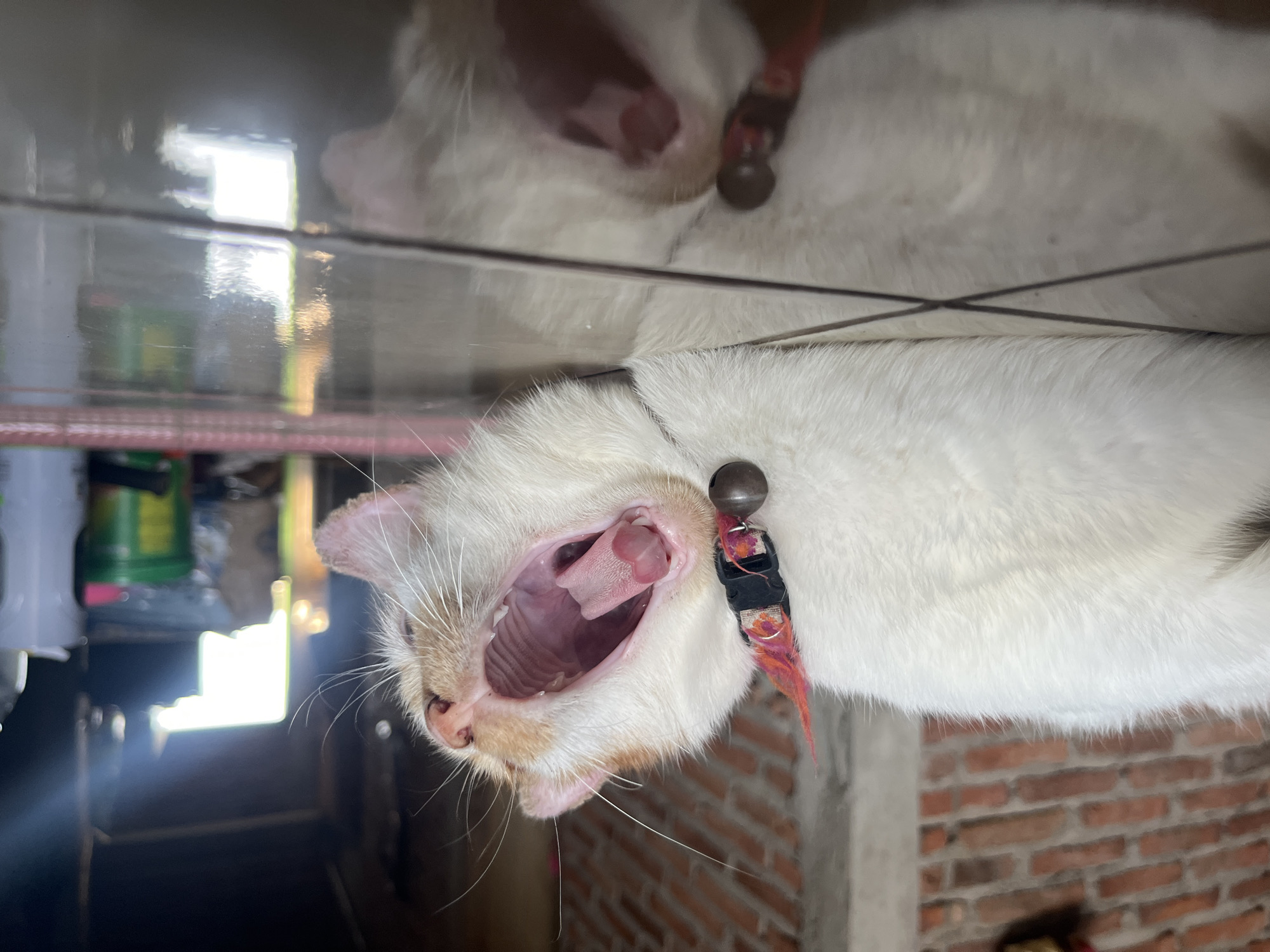An orange and white cat is captured in a wide yawn, lying on a reflective tiled floor. The cat is wearing a red collar with a bell. In the background, a brick wall is visible, along with some objects and a bright light source in the distance. The setting appears to be indoors, possibly a home in Karangrandu, Indonesia. The low camera angle emphasizes the cat's yawn and its reflection on the shiny floor.