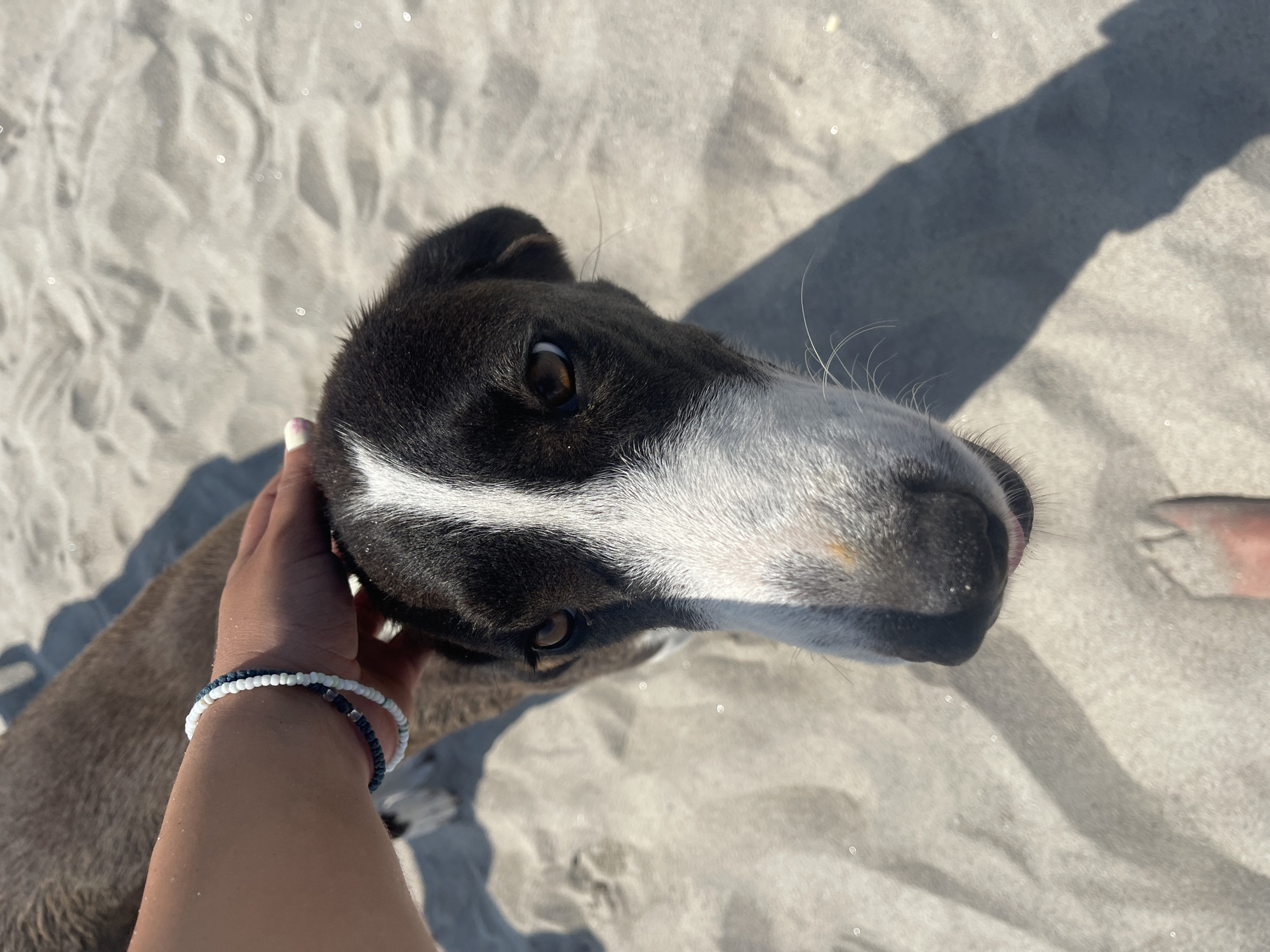 A close-up, high-angle shot shows a person's hand with two beaded bracelets on their wrist petting a dog on a sandy beach in Agios Georgios, Greece. The dog has black and white fur, with a white stripe down its nose and forehead. Its eyes are brown and it appears to be looking up at the person. The sand is light brown and appears to be dry. The lighting suggests it is daytime, likely sunny.