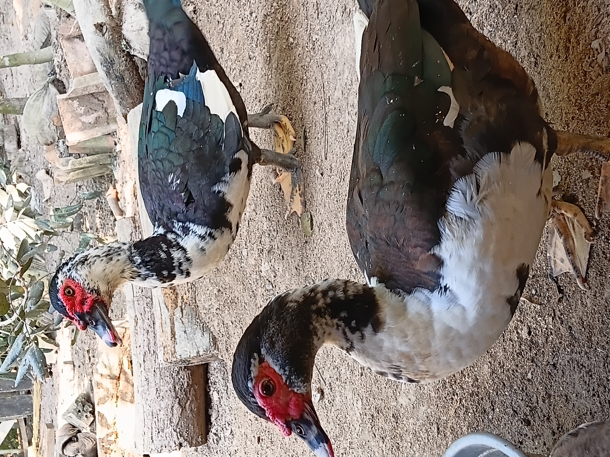 Two Muscovy ducks are in the foreground and middle ground of the image. The duck in the foreground is closer to the camera and facing left, its head and neck are visible. It has black and white feathers with patches of dark green and iridescent blue on its wings. Its face is characterized by bright red caruncles around its eyes and beak. The second duck, in the middle ground, is facing right and is partially obscured by the first duck. It has similar black and white plumage and red facial caruncles. The ducks are standing on a sandy ground in what appears to be an outdoor enclosure. In the background, there are wooden logs, rocks, and some vegetation, suggesting a rural or semi-rural setting. The overall scene depicts a natural habitat for these waterfowl, likely on a farm or a yard in Margo Rukun, Indonesia.