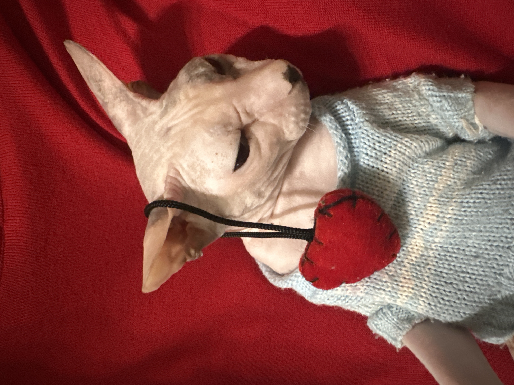 A hairless cat, possibly a Sphynx, is lying down on a red, textured surface, likely fabric. The cat is wearing a light blue knitted sweater and has a black string around its neck that is attached to a small, red, heart-shaped ornament. The heart appears to be made of felt and has stitching details. The cat's eyes are partially closed, giving it a relaxed or sleepy appearance. The lighting in the image is somewhat dim, with a strong shadow cast on the red surface above and to the left of the cat, suggesting the light source is from the right. The overall impression is of a pet dressed up for a photograph, perhaps for a holiday like Valentine's Day. There is no visible text in the image.