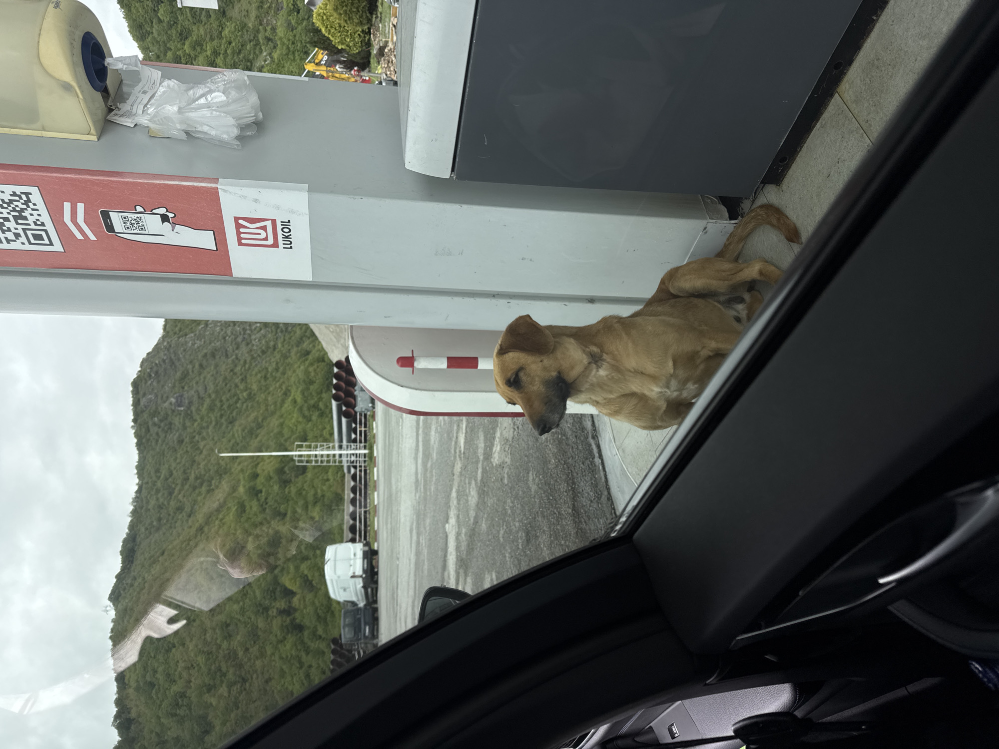A medium-sized, light brown dog lies near a gas pump at a LUKOIL gas station. The location is identified as Bakovići, Montenegro, as indicated by the gas station brand. The dog appears to be resting on the ground next to the pump. The view is from inside a car, with the car's interior visible in the foreground. Outside, there are mountains and other vehicles visible. The weather appears overcast.