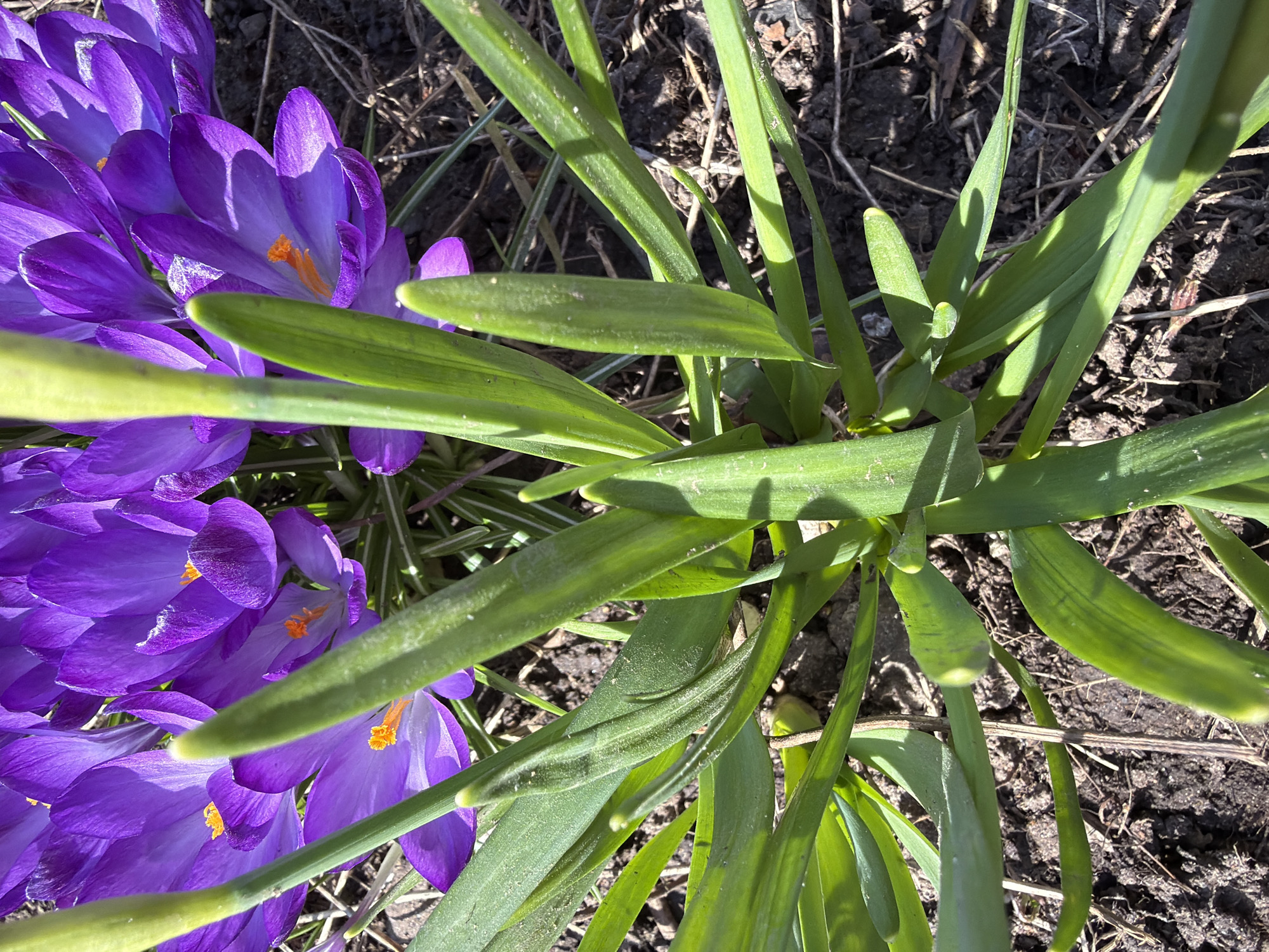 A close-up, eye-level shot captures a vibrant patch of purple crocuses amidst greenery. The crocuses are in full bloom, displaying a rich purple hue with bright orange stamen. Sharp green leaves are interspersed among the flowers. The background consists of dark soil with hints of dry grass. The image appears to be taken outdoors in natural daylight. The city location is not discernible from this image.
