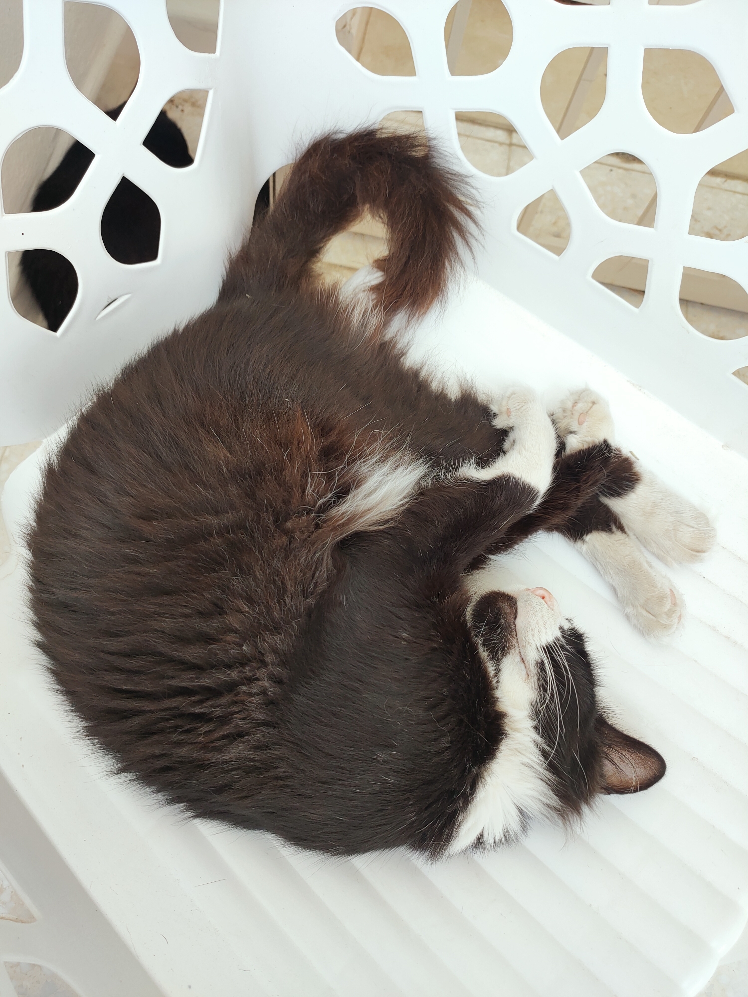 A black and white cat sleeps curled up on a white plastic chair. The cat is lying on its side with its paws tucked in and its head resting on its body. The cat has a black body with white markings on its chest, paws, and face. The chair is a simple outdoor chair with a decorative, perforated back. The background is blurred and appears to be an outdoor setting with tiled flooring. This scene was captured in Ariana, Tunisia.