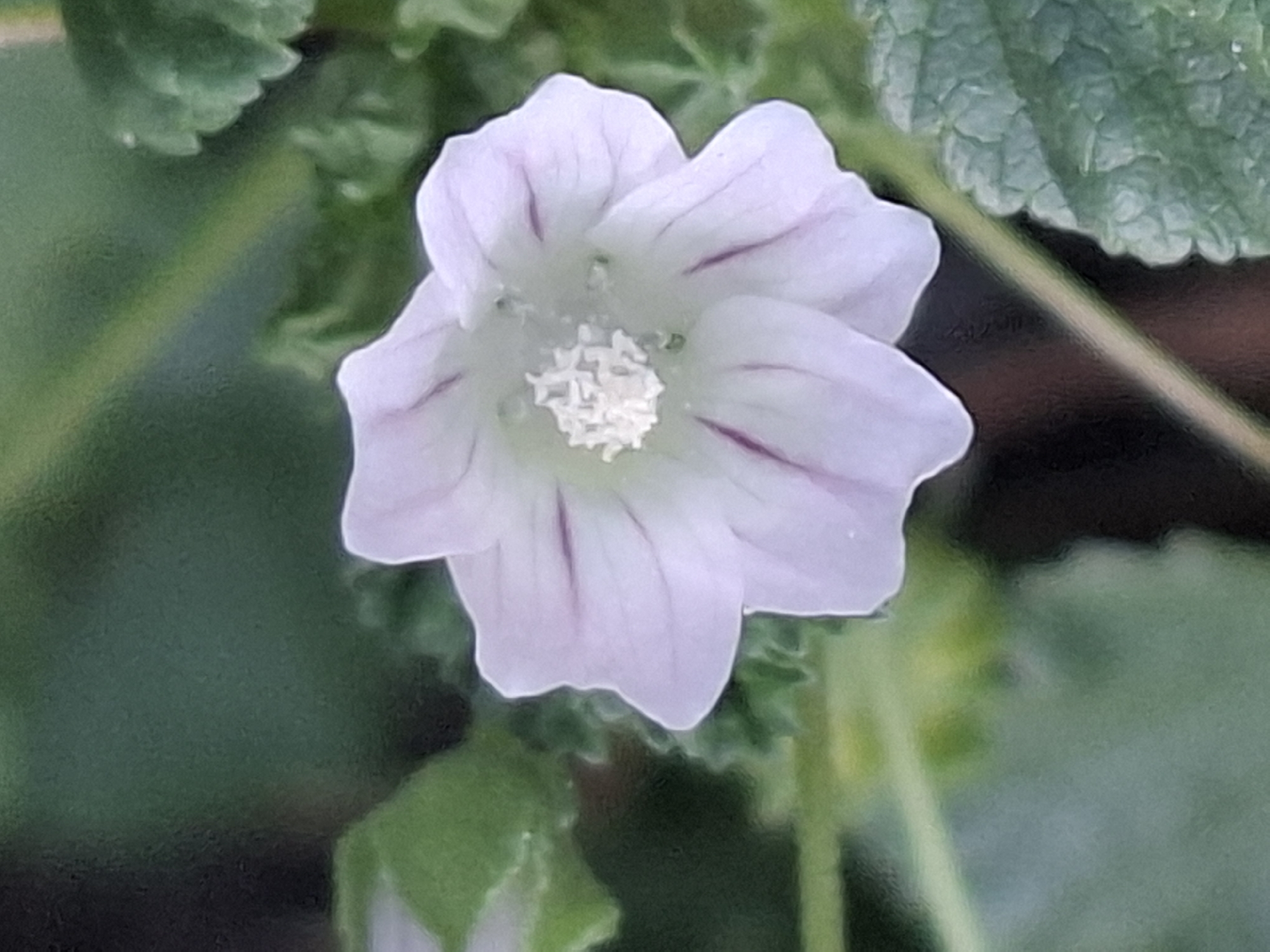 A close-up, eye-level, slightly high-angle shot captures a single, delicate, light purple flower with darker purple veins. The flower has five slightly wavy petals and a small, white, textured center. The background is softly blurred, with green foliage and hints of darker areas, suggesting an outdoor, natural setting. The image does not contain any discernible elements that would allow for a specific location within the city of Almaty, Kazakhstan, to be identified.