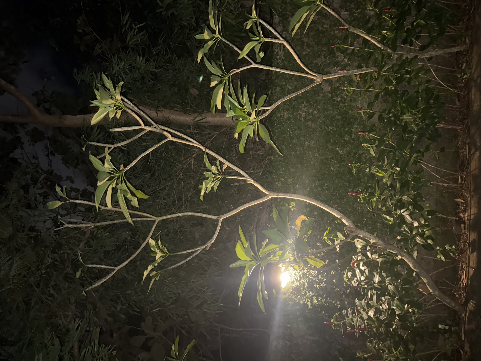 At night in Kuta Selatan, Indonesia, a dimly lit scene showcases branches of a frangipani tree illuminated by an unseen light source, with leaves displaying varied shades of green. Red flowering plants are also visible. The environment appears to be a garden with other vegetation in the background.