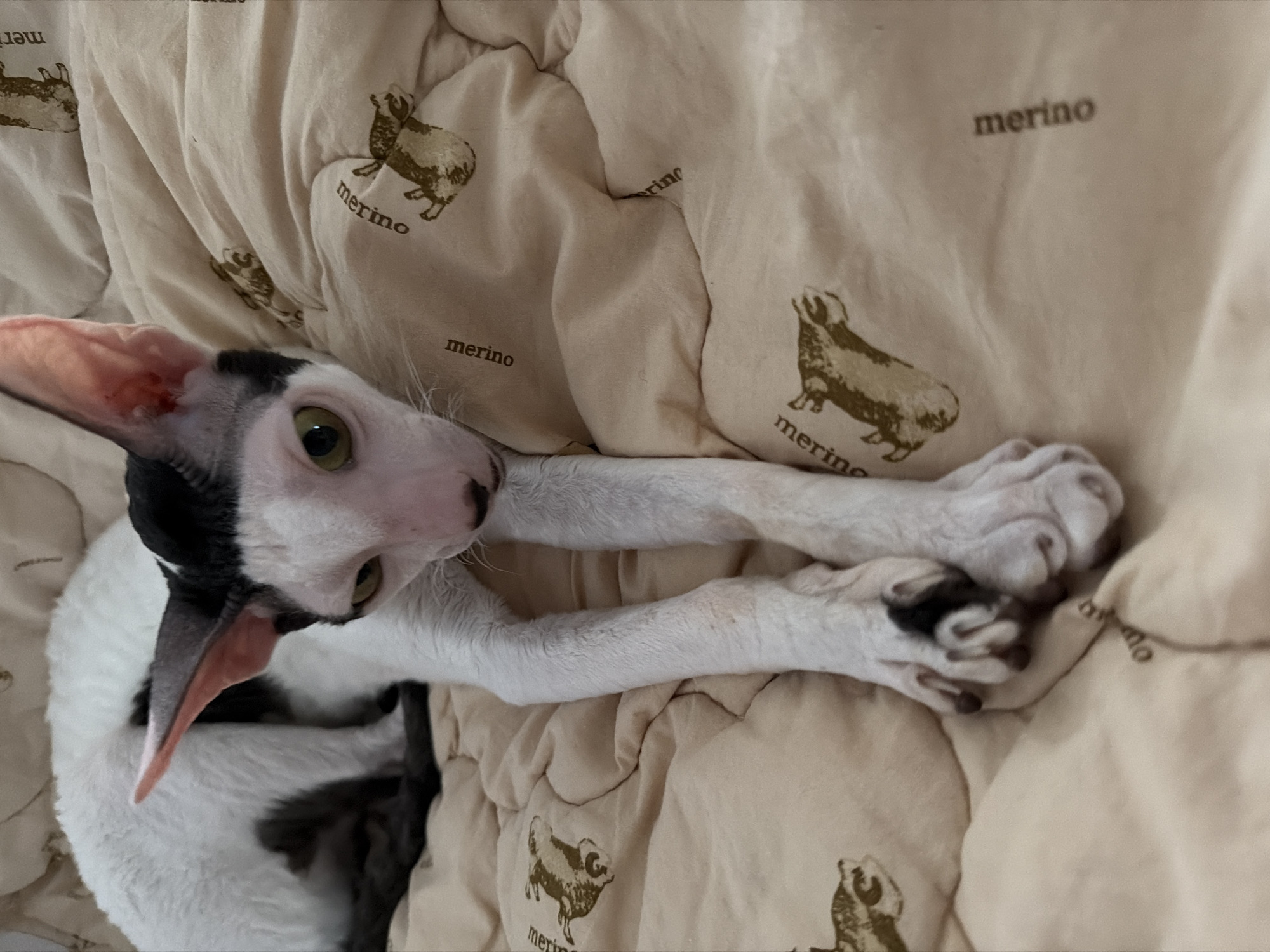 A white and black Cornish Rex cat with large ears is lying on a beige blanket with a repeating pattern of sheep and the word "merino." The cat's fur is curly and its body is slender. Its front paws are crossed and resting on the blanket. The cat is looking towards the camera with its green eyes. The blanket is soft and appears to be a bed or a couch. There is no information available about the location in Yekaterinburg, Russia.