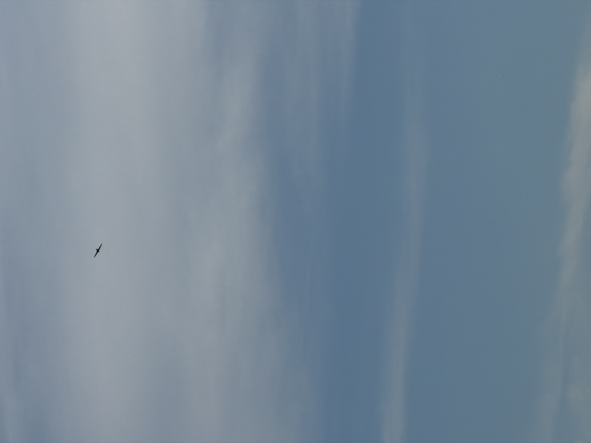 A single bird is captured in flight against a pale blue sky, partially obscured by wispy clouds. The bird is positioned in the upper left quadrant of the image, a dark silhouette with wings extended. The sky transitions from a lighter, hazy tone at the top to a deeper blue towards the bottom. The overall impression is one of open space and aerial activity.