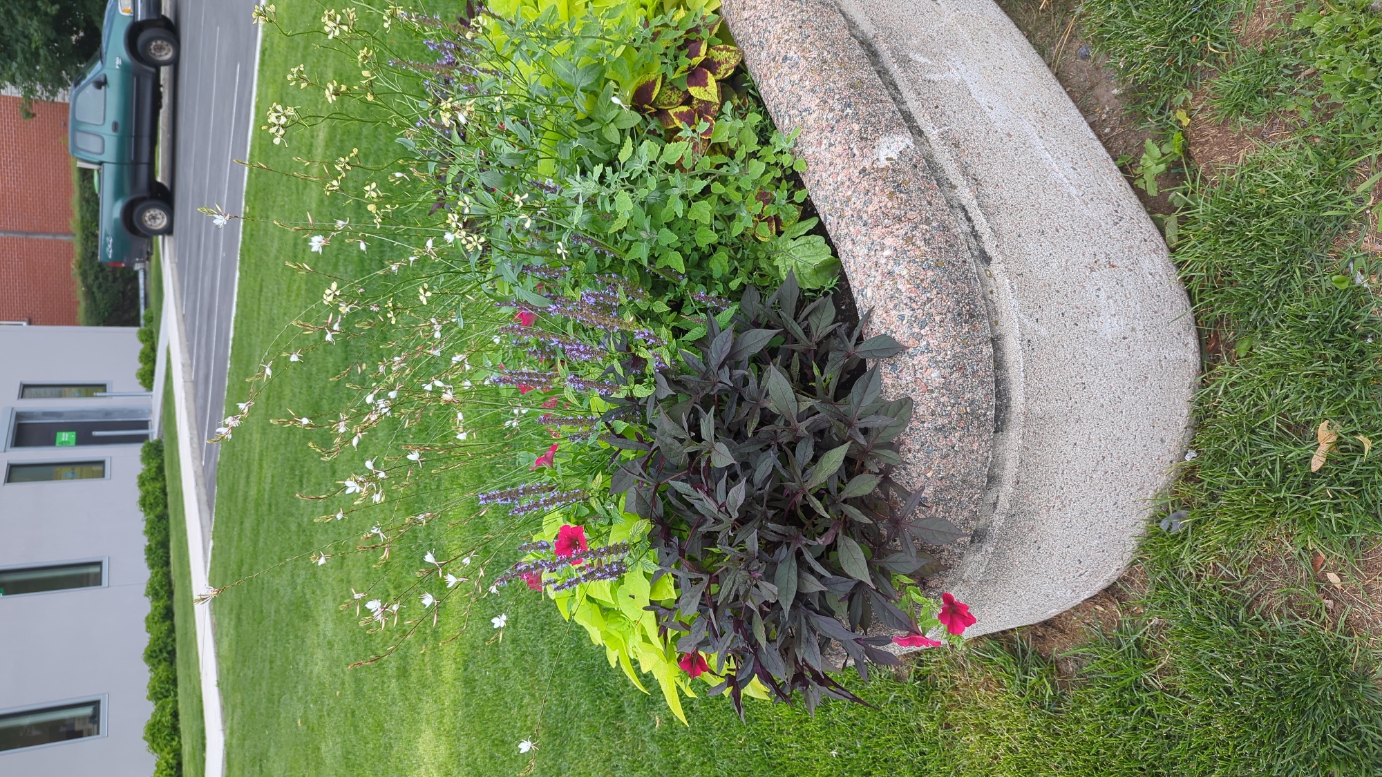The image shows a planter with various plants in front of a light-colored building with large windows and a brick building in the background. A green pickup truck is parked in a lot behind the planter. The planter is made of concrete with a speckled pink and gray finish. The plants include dark purple foliage, bright yellow-green leaves, small purple flowers on tall stalks, and delicate white flowers. A sidewalk runs between the planter and the building. The ground is covered in green grass. The scene appears to be an outdoor public space. The building's architecture suggests it could be an office or commercial building. The presence of a parking lot and the style of the buildings is consistent with a suburban or commercial area in Montreal, Canada. There are no people visible in the image.