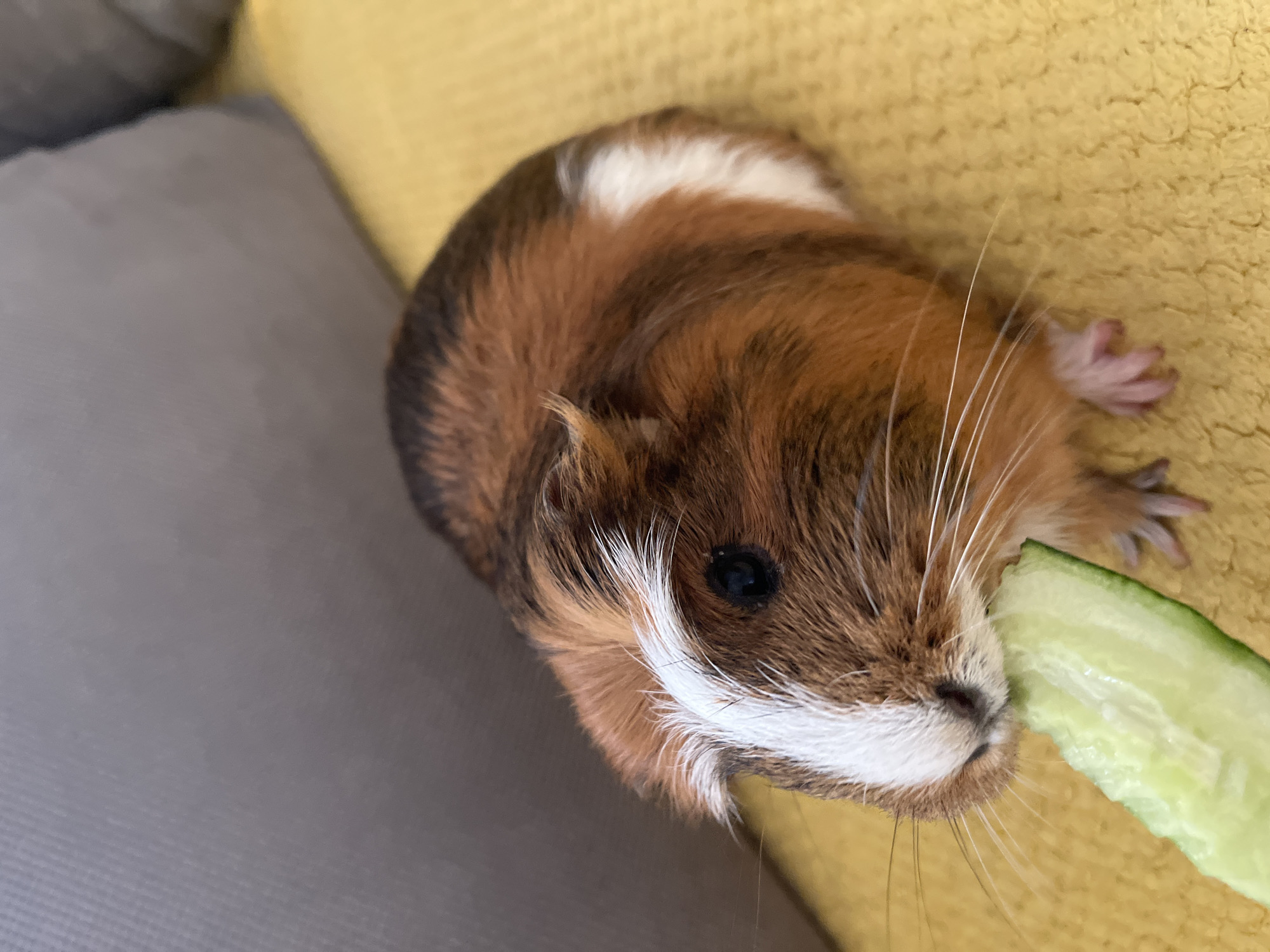 A guinea pig with brown, black, and white fur is eating a slice of cucumber. The guinea pig is positioned on a yellow textured surface, possibly a blanket or couch. In the background, out of focus, are two large grey pillows. The overall lighting is natural. The scene appears to be indoors. The location is Unknown, Unknown.