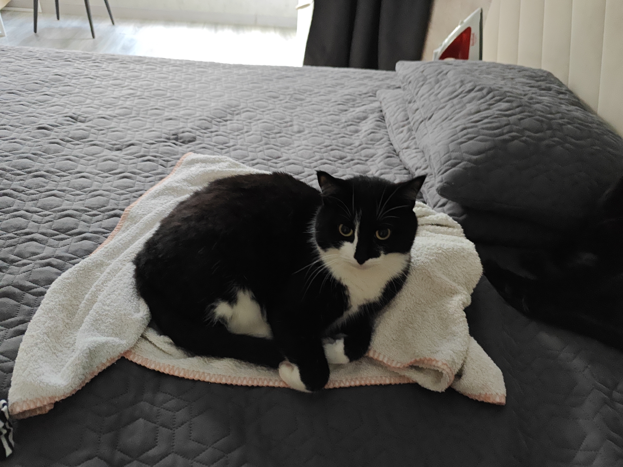 A black and white cat is lying on a white towel on a bed. The bed is covered with a grey quilted comforter. There are pillows on the bed, and a headboard in the background. The scene appears to be indoors, likely in a bedroom in a residential setting. The location of Borovsky, Russia is not depicted or suggested by the image.
