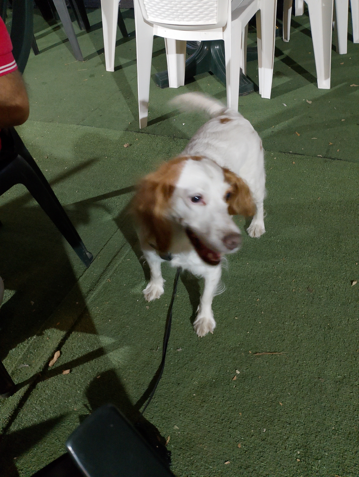 A medium shot captures a white and brown dog standing on a green, textured surface, likely artificial turf, which appears to be an outdoor seating area. The dog is facing the camera, with its head slightly tilted and its mouth open, suggesting it is panting or has just been active. Its fur is predominantly white with brown markings on its head and ears. In the background, white plastic chairs and dark table legs are visible, indicating a dining or cafe setting. Shadows from the furniture are cast on the green surface. The overall lighting suggests it is daytime, but potentially overcast or in a shaded area. No specific landmarks in Rieti, Italy are discernible.