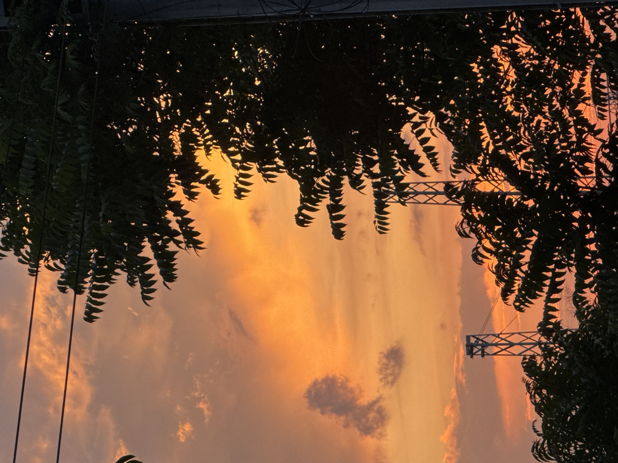 This image captures a vibrant sunset in Burgas, Bulgaria, seen through a dramatic silhouette of trees. The sky is ablaze with warm hues of orange, pink, and yellow, with scattered clouds catching the intense light.
The scene is framed by dense foliage, likely from trees, which appear as dark, intricate silhouettes against the brilliant sky. These leaves, particularly noticeable along the top and bottom edges, create a natural border. Two thin, dark vertical lines, possibly electrical wires, are visible on the left side of the frame, extending downwards from above. On the right, a metallic, lattice-like structure, possibly a power pylon or part of a larger construction, stands partially obscured by the tree canopy. A dark, indistinct horizontal structure runs along the very top edge of the image.
The overall impression is one of dusk or early evening, characterized by the striking sunset colors. There is no visible text in the image.