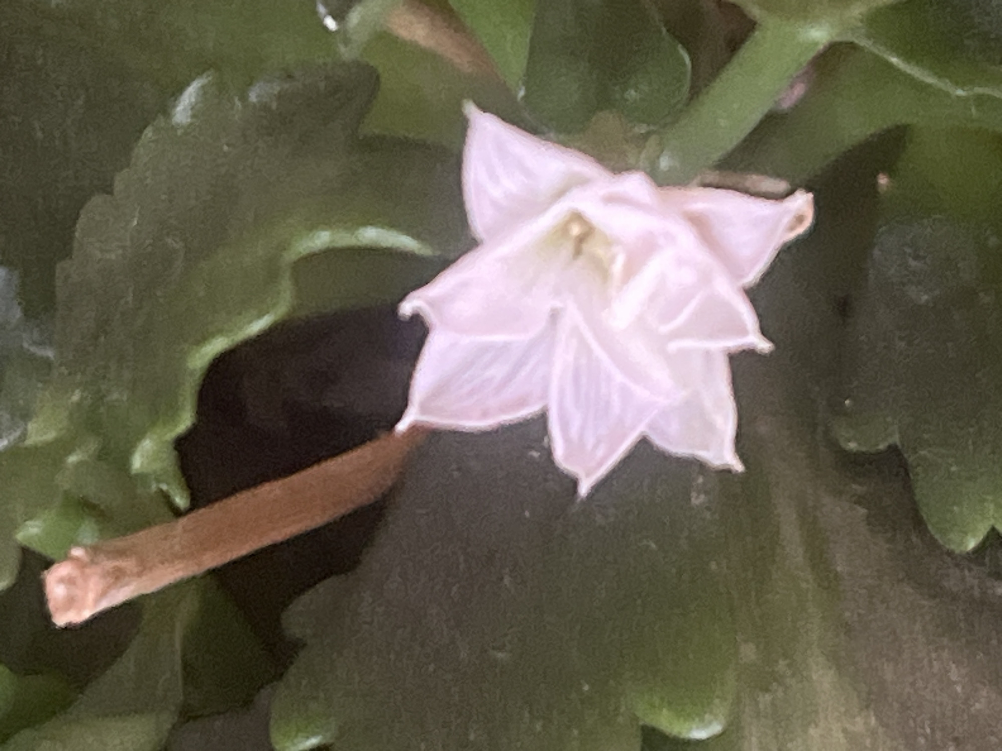 The image shows a close-up of a pale pink flower with multiple petals, set against a dark green, leafy background. A thin, brown stem or branch is visible to the upper left of the flower, with a rough, broken tip. The overall scene appears to be natural, possibly a plant in a garden or indoor setting. There are no discernible elements that would indicate a specific location in Rybnitsa, Moldova.