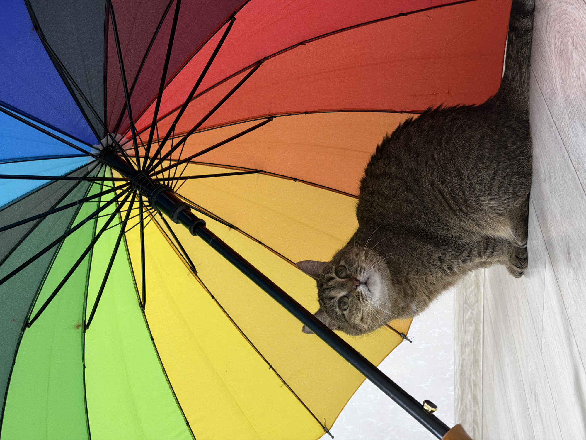 A tabby cat peers down from inside an open rainbow umbrella that is propped against a white wall. The cat is brown and grey with green eyes, looking directly at the viewer. The umbrella's handle is partially visible, indicating it is being held. The scene's location is undetermined.