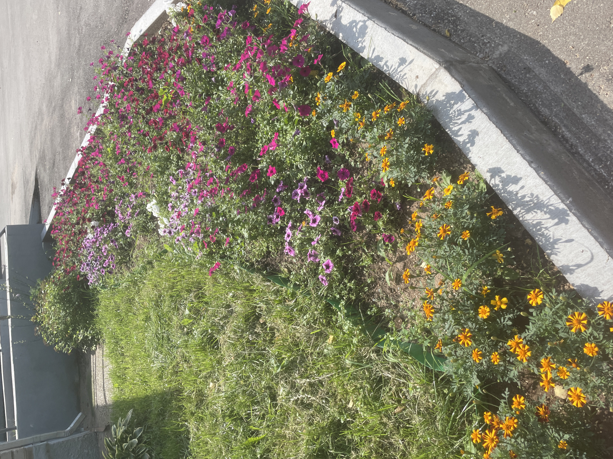 The image shows a flower bed along a paved area, likely a sidewalk or parking lot, bordered by a concrete curb. The flower bed contains a mix of green grass and a variety of blooming flowers. In the foreground, there are numerous small, bright orange flowers with ruffled petals, likely marigolds. Behind these, there are clusters of pink and purple flowers, possibly petunias or similar bedding plants. Further back, a dense green bush is visible. To the left, a hosta plant with large green leaves is partially visible next to a downspout and a textured wall. The scene appears to be outdoors on a sunny day, with shadows cast by the plants and the curb onto the pavement. The overall impression is of a well-maintained urban green space. The location is identified as Chaikovsky, Russia.