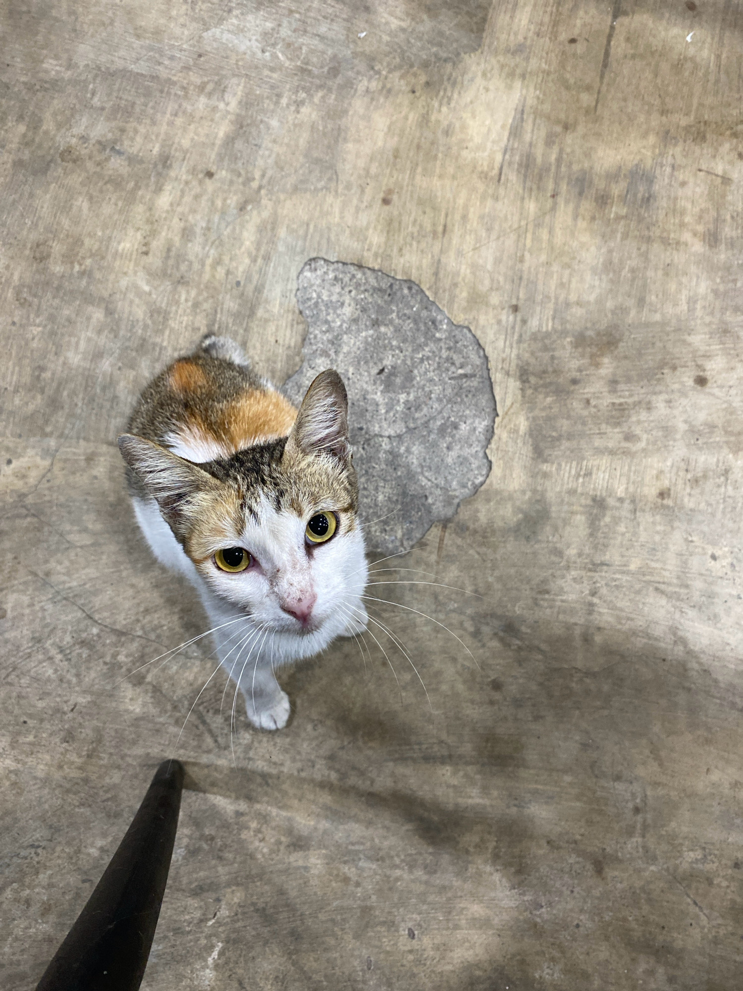An overhead shot shows a calico cat on a concrete floor. The cat is looking up at the camera with yellow eyes and white whiskers. It has patches of white, brown, and black fur on its head and body. A dark object, possibly the leg of a piece of furniture, is visible in the lower left corner of the frame. The concrete floor is worn and has a large, irregular patch of lighter gray material in the upper right quadrant of the image. There is no visible indication of the city of Lhokseumawe, Indonesia within the image.