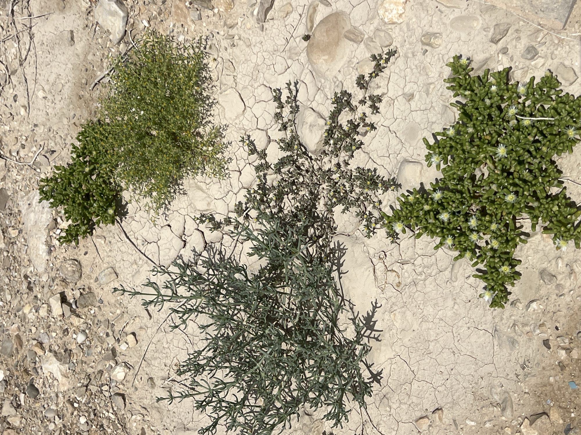 The image shows a patch of arid land in Tamar Regional Council, Israel. The ground is cracked and dry, with small rocks and pebbles scattered throughout. Four clumps of vegetation are visible. On the left is a green, bushy plant. To the right is a green plant with white flowers. Below is a scraggly plant with fine, blue-green foliage. Above is a sparsely foliaged plant with yellow flowers. There are no people or animals in the image.