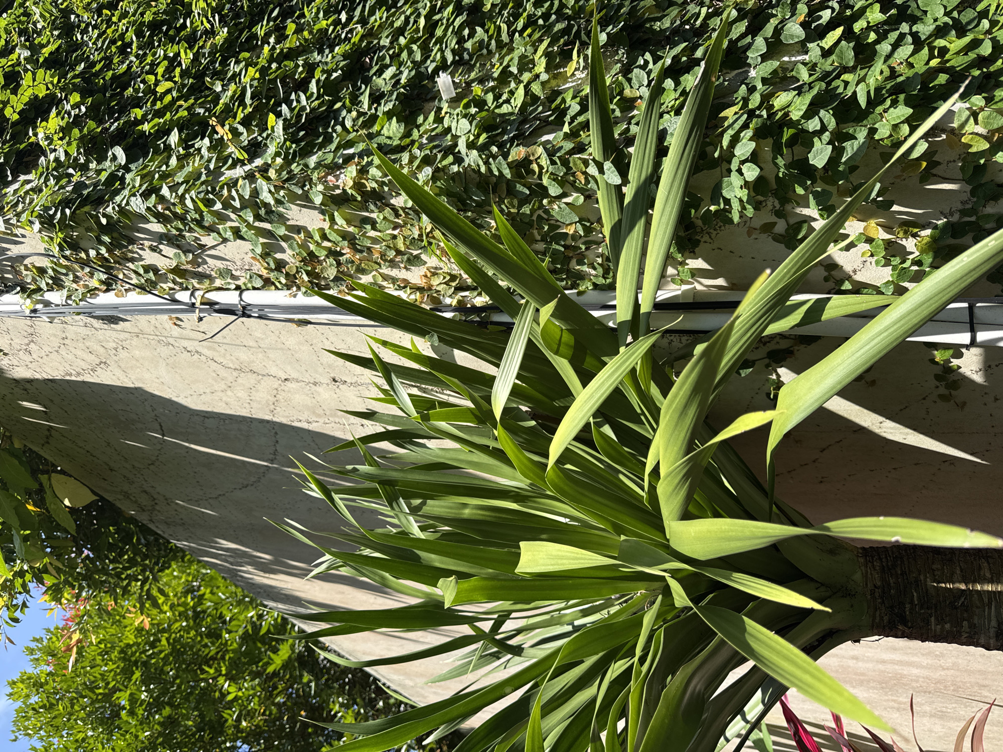 This outdoor shot in Jimbaran, Indonesia, features a verdant array of plants against a building wall. The primary subject is a dense cluster of long, slender green leaves, possibly Yucca, emanating from a thick trunk. The leaves exhibit vibrant shades of green, and appear to be illuminated by sunlight. The wall is covered with climbing fig, Ficus pumila. A gray wall and other green foliage is visible as well. The composition is angled, presenting a perspective that focuses on the interplay between the natural elements and the architectural setting.
