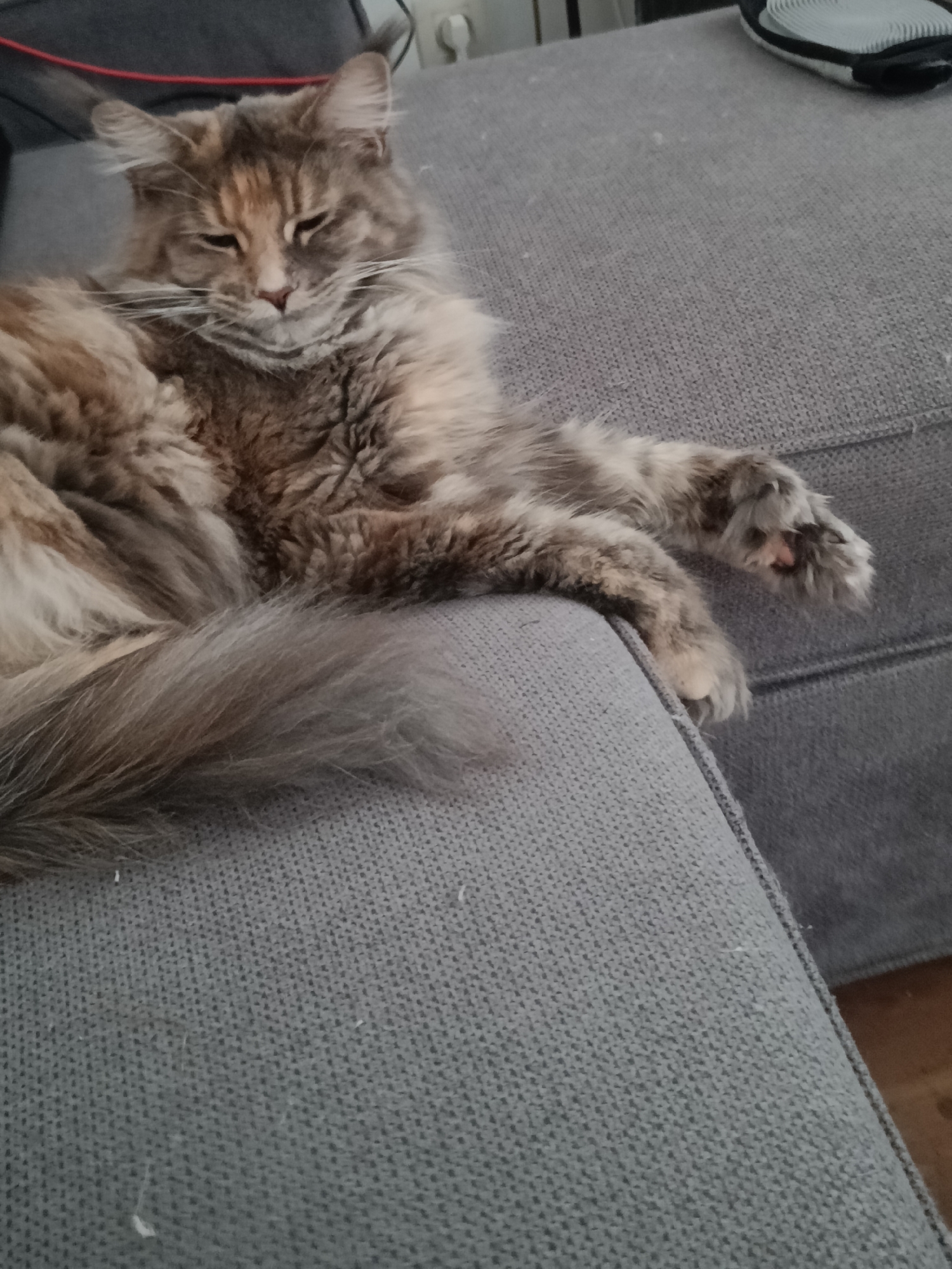 A long-haired cat with multi-colored fur is resting on a gray sofa. The cat's eyes are partially closed, and its body is relaxed, with one paw extended. The sofa is upholstered in a textured gray fabric and appears to be in a domestic setting. The background shows hints of a room with some electrical cords visible. This scene is unlikely to be a specific location in the city of Leuven, Belgium, as it is a generic indoor shot of a pet on furniture.