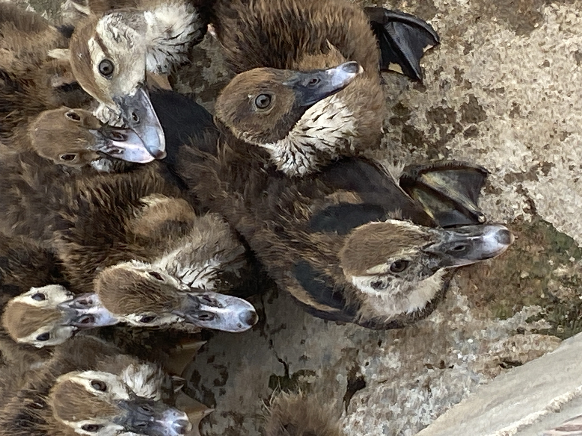 A close-up, overhead shot captures a group of approximately six ducklings nestled together on a rough, textured surface. The ducklings, appearing to be of a similar age and breed, are predominantly brown with lighter markings around their faces and necks. Their eyes are dark and alert. Their beaks are a mixture of grey and blue hues, and some exhibit visible nostrils. Their feathery bodies are slightly disheveled, and their webbed feet are visible, with some feet showing a dark grey coloration and others with yellow accents. The background is a rough, uneven surface that appears to be made of stone or concrete, with some areas showing green moss or algae. The lighting suggests it is daytime, with natural light illuminating the scene. There is no indication of human presence or activity within the frame, and the scene appears to be outdoors. The location in Jalingo, Nigeria is not discernible from the visual information provided in the image.