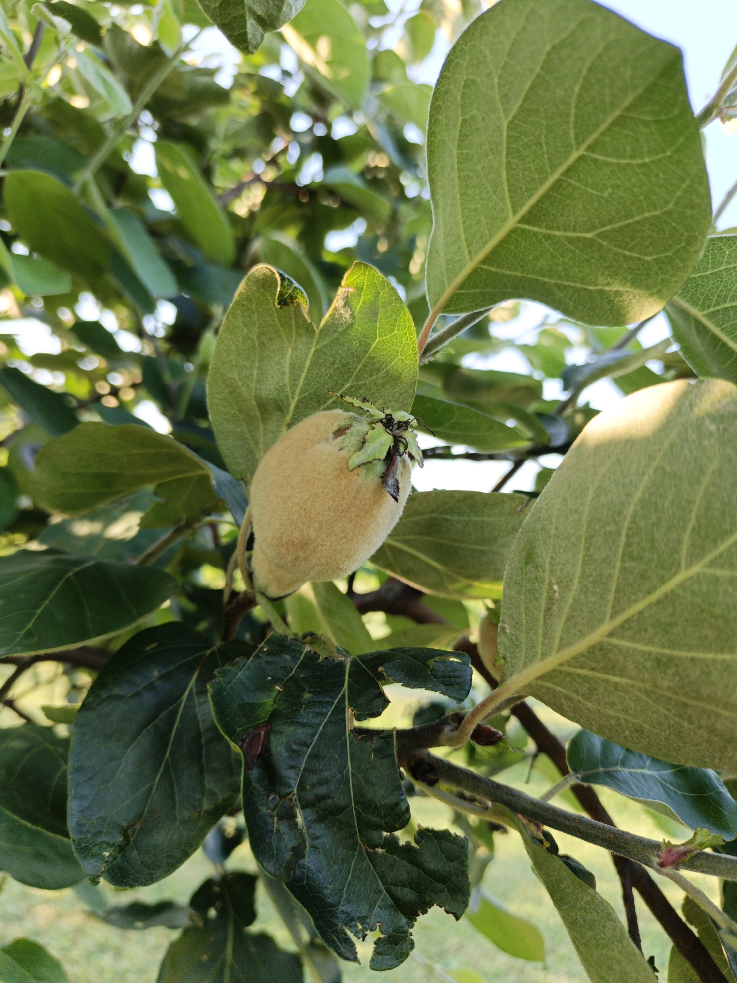 This media file is a close-up, low-angle photograph of a young quince fruit growing on a tree branch. The quince is light brown and fuzzy, with a few dark green leaves partially obscuring it. The surrounding leaves are a mix of light and dark green, with some showing signs of damage, such as torn edges and brown spots. The sunlight filters through the leaves, creating bright highlights and casting shadows. The background is blurred, showing hints of other branches and greenery, and possibly the sky. The overall impression is a natural, outdoor scene, likely taken during the daytime, given the lighting. There is no visible text in the image. The location context provided is Pshada, Russia, suggesting this is a scene from that region. The image focuses on the fruit and foliage, with no people or animals present. The activity is simply the fruit growing on the tree.