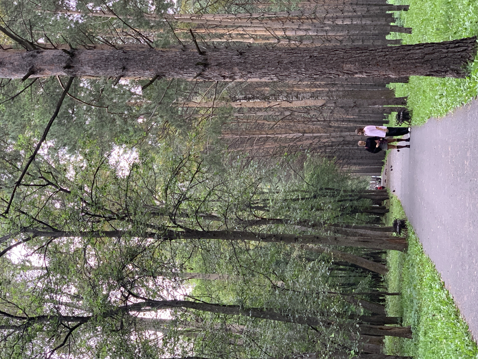 Two individuals, a male and a female, stand on a paved pathway in a park lined with trees. The male is wearing a pink long-sleeved shirt and dark pants, while the female wears a dark top and a skirt. They are facing each other and appear to be conversing. The pathway is flanked by grass and trees, with a bench visible on the right side of the path. In the distance, more trees form a dense forest. The overall impression is of a serene park scene. This image was taken in the city of Prokopyevsk, Russia.