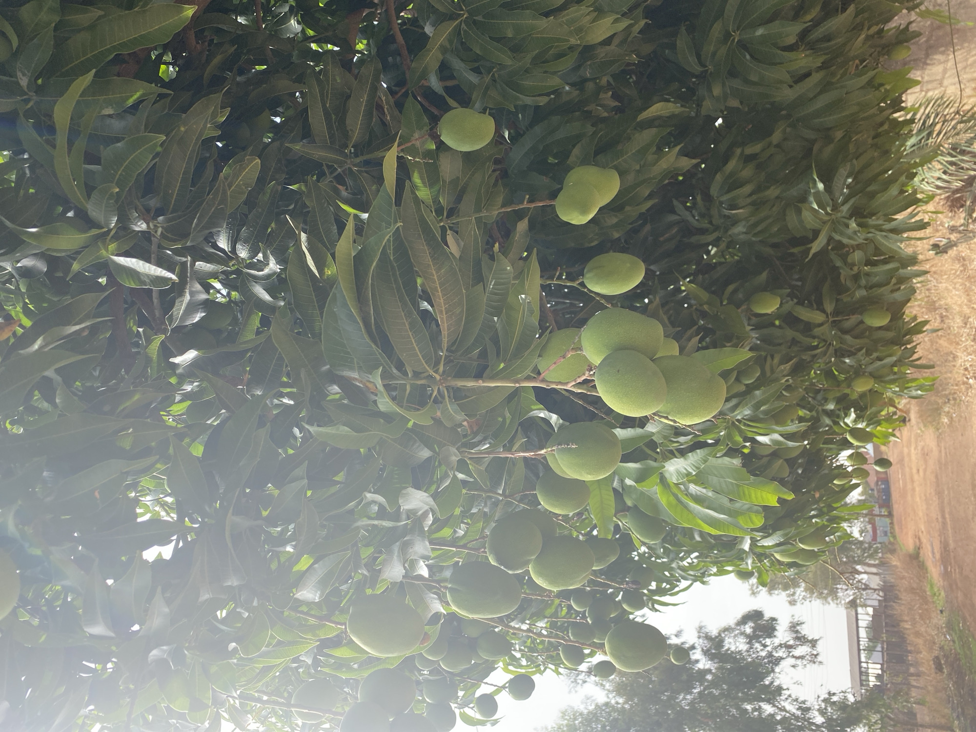The image shows a mango tree laden with unripe, green mangoes, taken from a low-angle perspective, looking upwards. The leaves of the tree are dense and cover much of the frame. Through gaps in the foliage, a section of land can be seen, suggesting an outdoor setting. The exact location within Bukuru, Nigeria, is not identifiable from the image alone, as there are no specific landmarks or distinguishing features visible beyond the mango tree and foliage. No people, specific actions, or detailed interactions are observable in the photograph. The overall environment is one of a tropical or subtropical setting, evident from the mango tree.