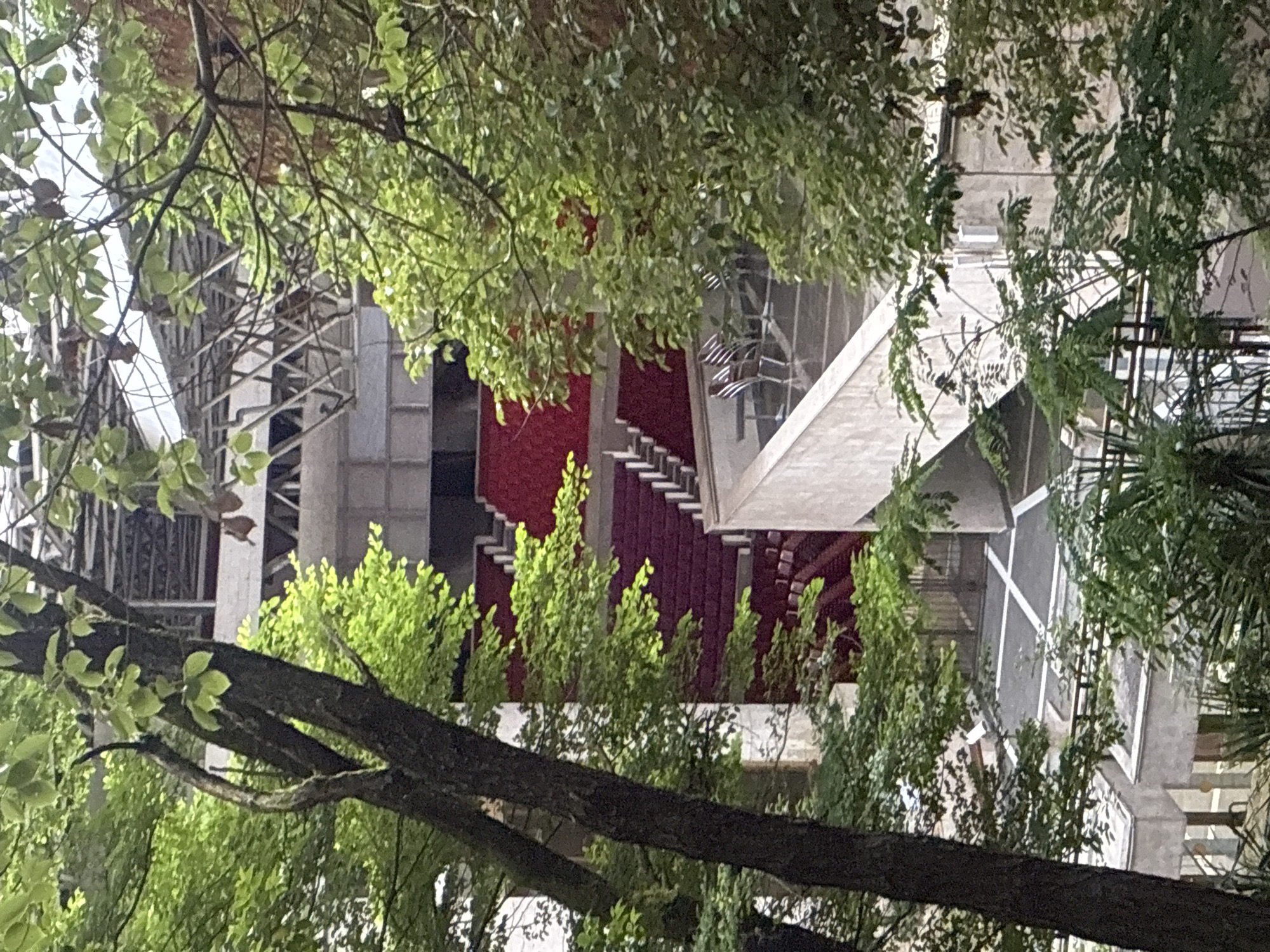 The image shows an outdoor view of a modern building with a striking red carpeted staircase, likely in a public space within the city of Sochi, Russia. The architecture suggests a venue, possibly a theater or convention center, with elevated walkways and seating areas visible behind lush green foliage from trees in the foreground. The red carpet leads up to a higher level, creating a dramatic contrast with the surrounding concrete and metal structures. The overall impression is one of a blend of nature and sophisticated design, hinting at cultural or event-related activities.