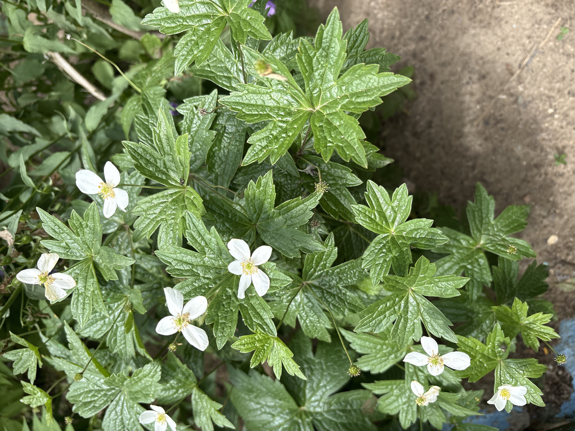 The image shows a cluster of small white flowers with yellow centers, interspersed with lush green, deeply lobed leaves. The flowers have five delicate petals and appear to be blooming on a plant with a sprawling growth habit. The leaves are serrated and have a somewhat textured surface. In the background, a blur of darker green foliage suggests a densely planted area, possibly a garden or natural growth. The lower right portion of the image reveals a dry, sandy or dusty ground surface, hinting at an outdoor setting. There are no people, animals, or man-made objects clearly visible, except for a hint of blue paint on the lower left edge, possibly from a planter or structure. The image lacks specific context to pinpoint a location within Orsk, Russia.