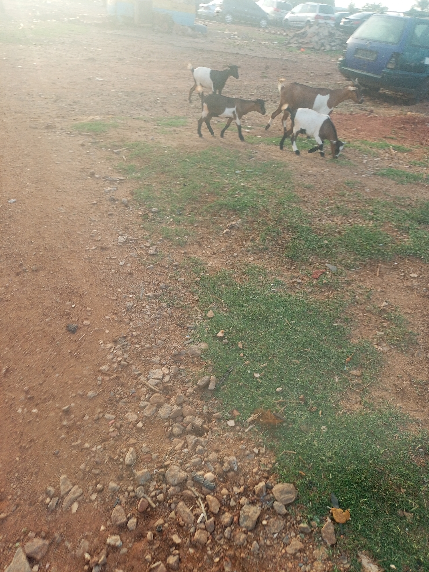 This media file presents an outdoor scene in what appears to be a semi-urban or rural setting, likely in Yelwa, Nigeria. The main subjects are a small herd of five goats freely roaming across an unpaved expanse.
The ground is predominantly reddish-brown dirt and gravel, interspersed with irregular patches of green grass. Several goats are scattered across this area. In the midground, a brown and white adult goat stands, while nearby, a white and brown goat is seen bending down, presumably grazing on the grass. To the left, a smaller, mostly brown goat with white markings is walking. In the background, a small black goat and another brown and white goat are also visible.
In the upper right portion of the image, several vehicles are parked on the unpaved ground, including a dark blue station wagon or minivan prominent on the right, and other cars (sedans and possibly vans) further in the distance. Faint outlines of structures or buildings can be seen in the far background.
The activity captured is the casual movement and grazing of the goats in this open, communal space. The lighting suggests either early morning or late afternoon, characterized by a soft, slightly hazy quality. The location cues, such as the unpaved ground, sparse vegetation, and the presence of both domestic animals and vehicles, indicate a less formalized environment. There are no people visible in the image, and no discernible text.