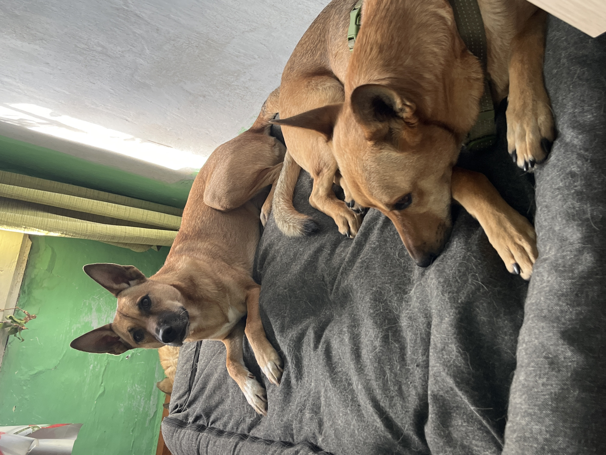 Two dogs, one in the foreground and one in the background, lie on a dark gray, plush dog bed. The dog in the foreground is a reddish-brown dog wearing a green collar. It is lying on its side with its head resting on the bed. Its front paws are extended. The dog in the background is also reddish-brown and is lying on its side, facing away from the camera. The bed is situated indoors, likely in a residential setting. The background features a green wall with visible texture and a window with green and yellow curtains. Sunlight streams in from the window, creating bright highlights on the wall and parts of the scene. The image was captured in Nizhny Tagil, Russia.