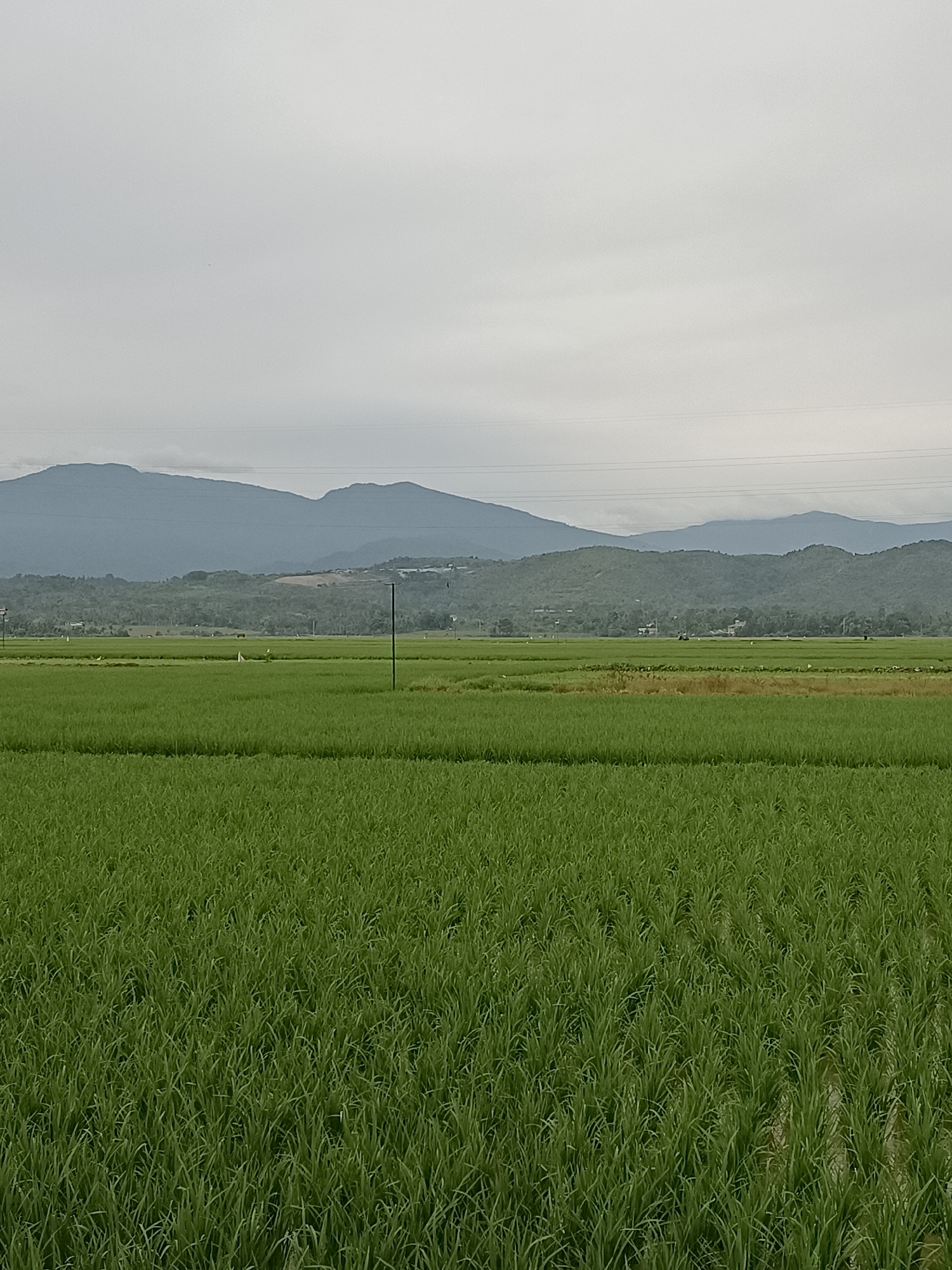 The image depicts a vast, green rice paddy field stretching towards a mountainous backdrop under a hazy, overcast sky. The foreground is dominated by densely packed rice stalks, their vibrant green hue indicating healthy growth. In the mid-ground, the field continues, with some areas appearing slightly drier or with different vegetation, suggesting variations in water levels or crop maturity. Several solitary figures, possibly farmers or birds, are scattered across the expanse of the fields, appearing as small white dots. A single utility pole stands prominently in the middle ground, a stark vertical element against the horizontal landscape. Beyond the fields, rolling green hills are visible, densely covered with trees and vegetation. In the far distance, majestic, mist-shrouded mountains form the horizon, their imposing silhouettes softened by the atmospheric conditions. The overall impression is one of rural serenity and agricultural bounty.