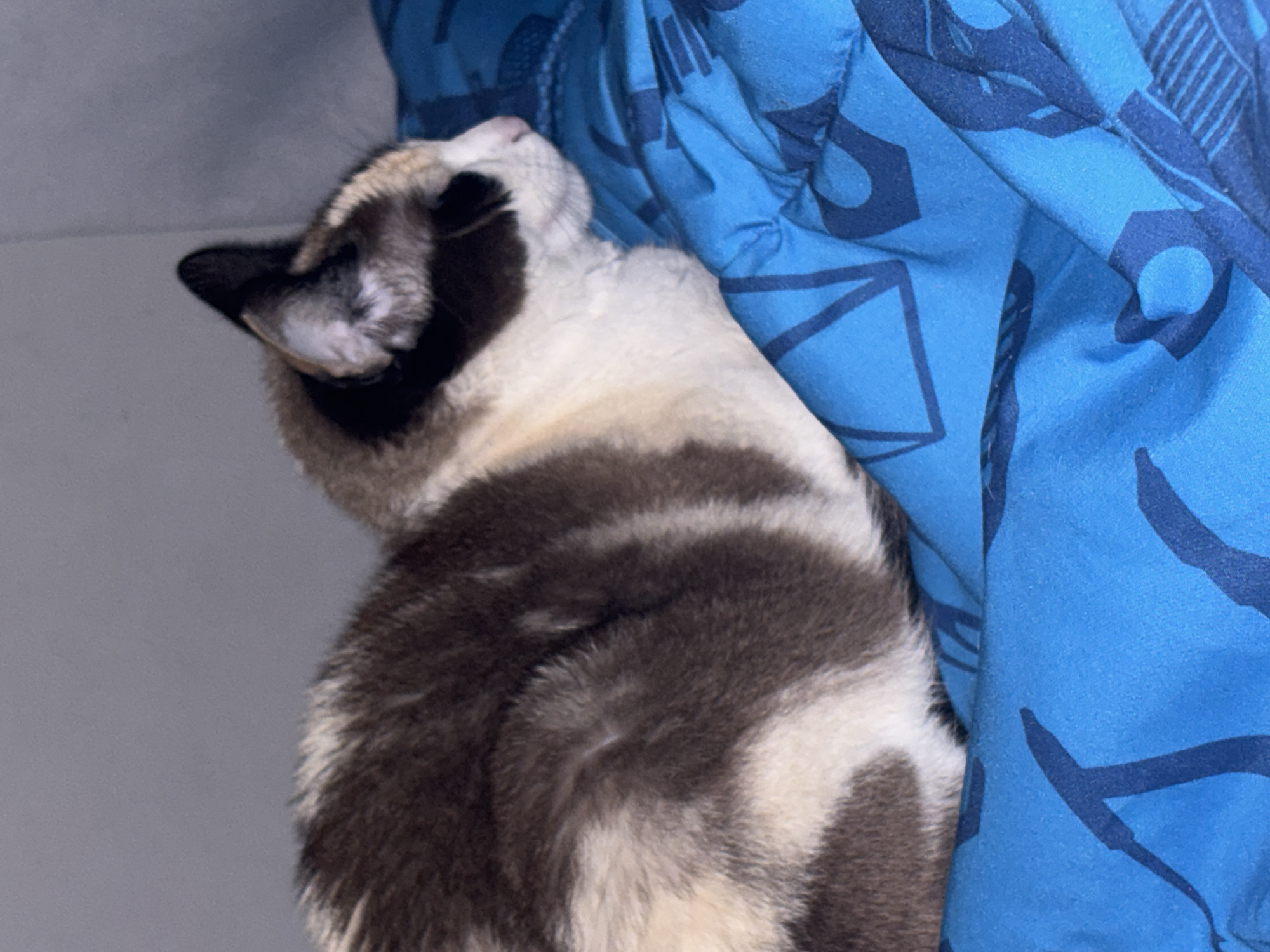 A close-up shot shows a calico cat lying on a blue comforter with a dark pattern. The cat, predominantly white with patches of dark brown and gray, is curled up facing right, with its head turned slightly. Its ears are perked, and its eyes are not visible. The comforter is textured and appears to be made of soft material. The background is a plain, light gray surface. The image is well-lit, with soft shadows suggesting indoor lighting. There is no visible indication of the location being Tlalnepantla, Mexico.