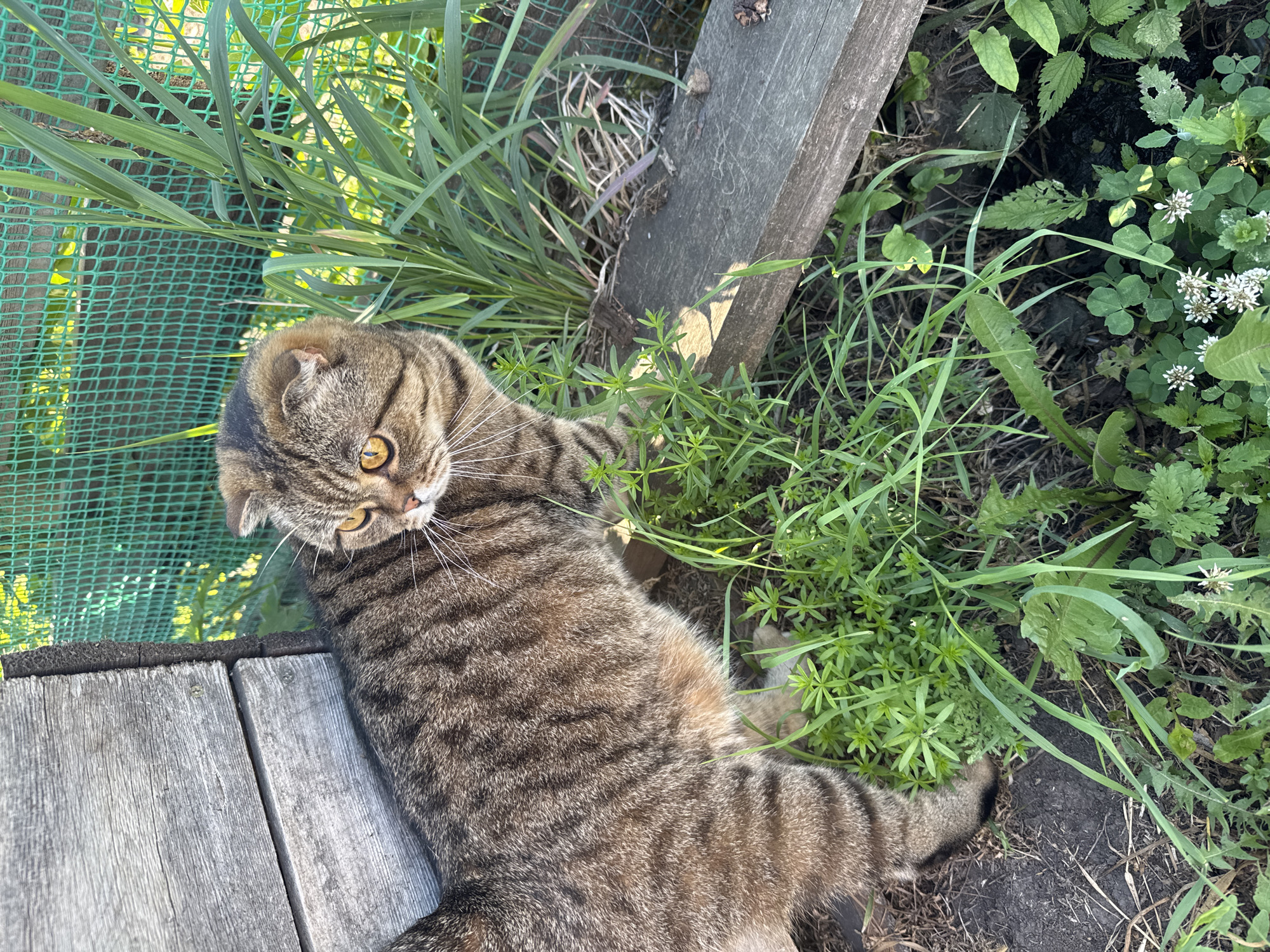 A tabby cat with folded ears stands in tall green grass next to a weathered wooden structure and a green mesh fence. The cat faces to the left, looking slightly away from the camera. Sunlight illuminates the scene. The ground is covered in dirt and various green plants, including clover with white flowers. The setting appears to be an outdoor area, possibly a backyard or garden, in the village of Soloneshnoye, Russia.