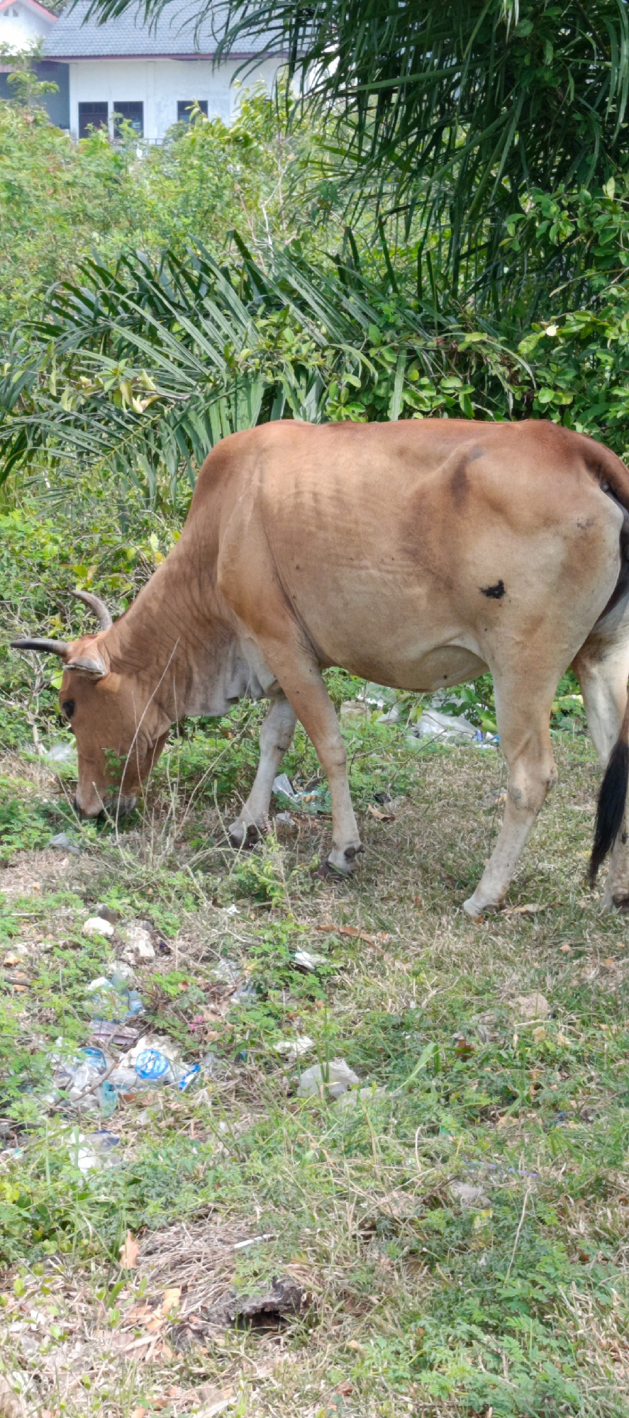 A light brown cow is grazing in a grassy area with some vegetation and scattered litter, including plastic bottles and bags. The cow is facing left and is positioned in the center of the frame. In the background, there is lush green foliage and a white building with brown trim and windows, suggesting a rural or semi-rural setting. The scene appears to be in Geundring, Indonesia.