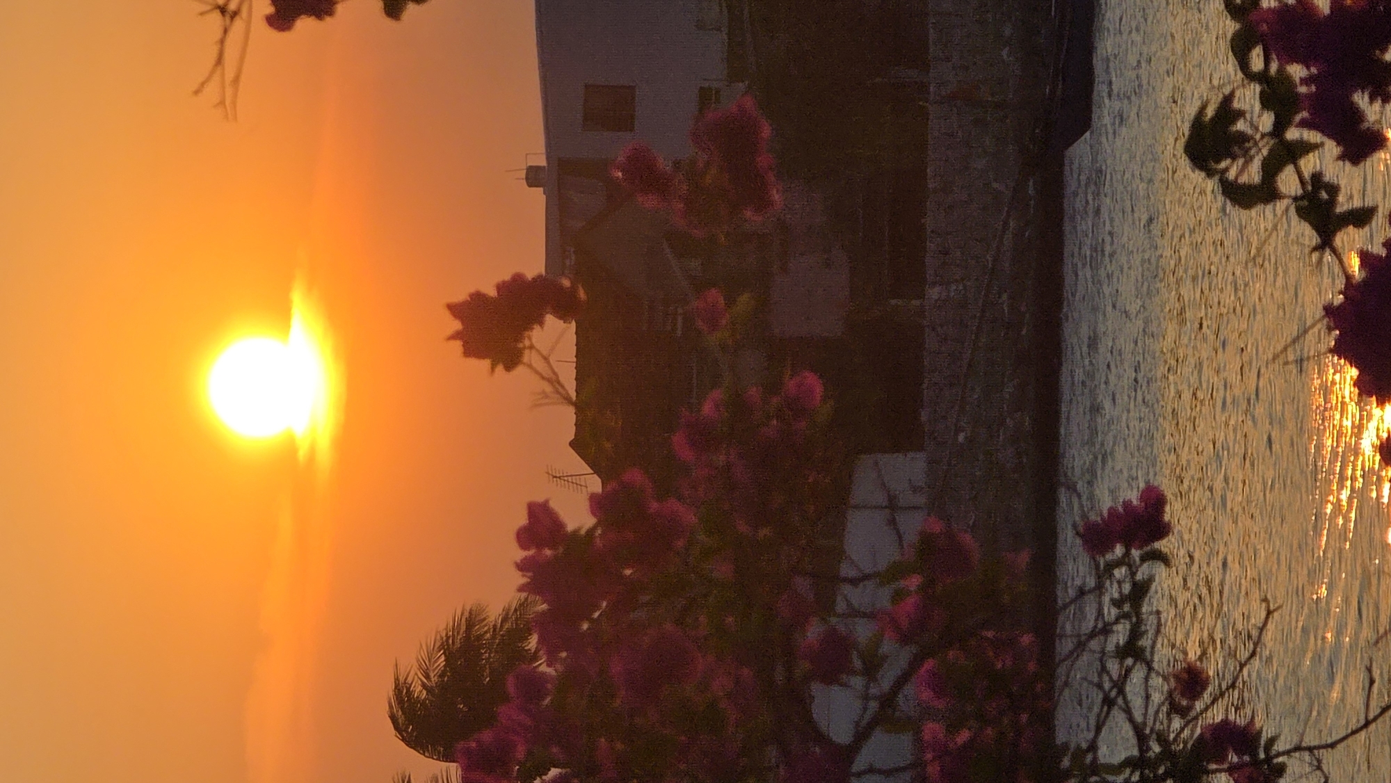 A rotated wide shot captures a sunset scene likely in Nha Trang, Vietnam. An intense orange sun dominates the left side of the frame, with light flaring out. In the middle ground, a white building with a dark window and a grey roof, perhaps a house, is obscured by a large bougainvillea bush with dark pink flowers. The bush obscures a palm tree. To the right, water reflects the light of the sun. More bougainvillea flowers are in the lower right and upper right corners.