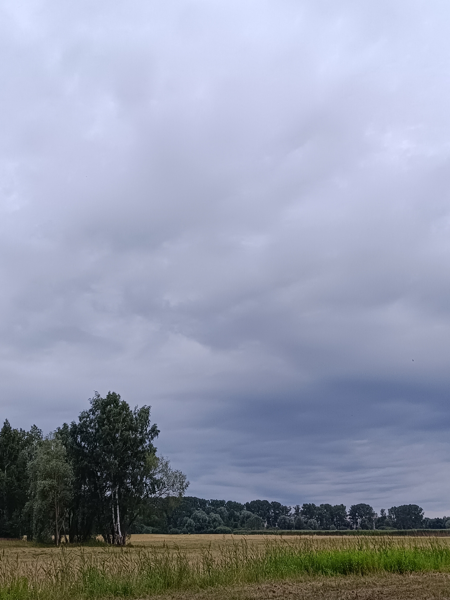 A wide, overcast sky dominates the upper portion of the image, with heavy, grey clouds creating a somber atmosphere. A light drizzle or mist is suggested by the diffused light. In the lower half of the frame, a harvested field of dry, golden straw stretches horizontally. A line of trees forms a dark silhouette against the field, with various types of foliage, including deciduous trees with lighter green leaves and darker, denser conifer-like trees. A prominent birch tree with its characteristic white bark stands out among the trees on the left side. The foreground consists of uncut, green grass and weeds, suggesting the edge of the field. The scene appears to be an agricultural or rural area, likely on the outskirts of Riga, Latvia, given the overcast weather and landscape. There are no people or animals visible in the image. The overall impression is one of a quiet, overcast day in the Latvian countryside.