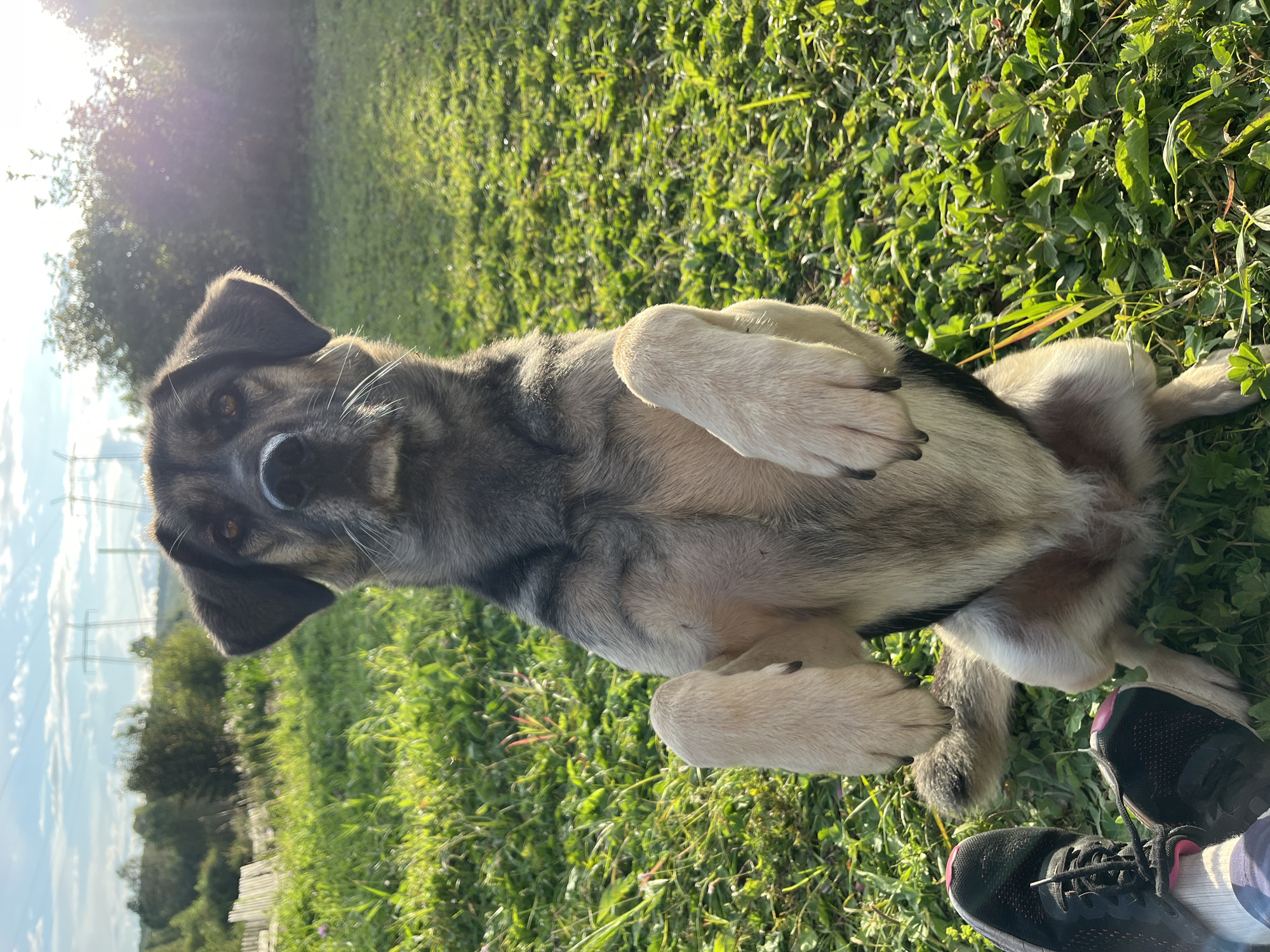 An adult dog, appearing to be a mixed breed with predominantly grey and brown fur, is sitting upright in a grassy area, its front paws raised. The dog is looking directly at the camera with an alert expression. The background consists of a sunlit field with green grass and vegetation. In the distance, trees, a white wooden fence, and utility poles with power lines are visible under a partially cloudy blue sky. The sun is low in the sky, casting lens flare and highlighting the grass. In the foreground, a person's legs and feet, wearing dark sneakers with pink accents and white socks, are visible, indicating their proximity to the dog. The image is taken outdoors, likely in a rural or semi-rural setting within the city of Nizhny Tagil, Russia, given the context.