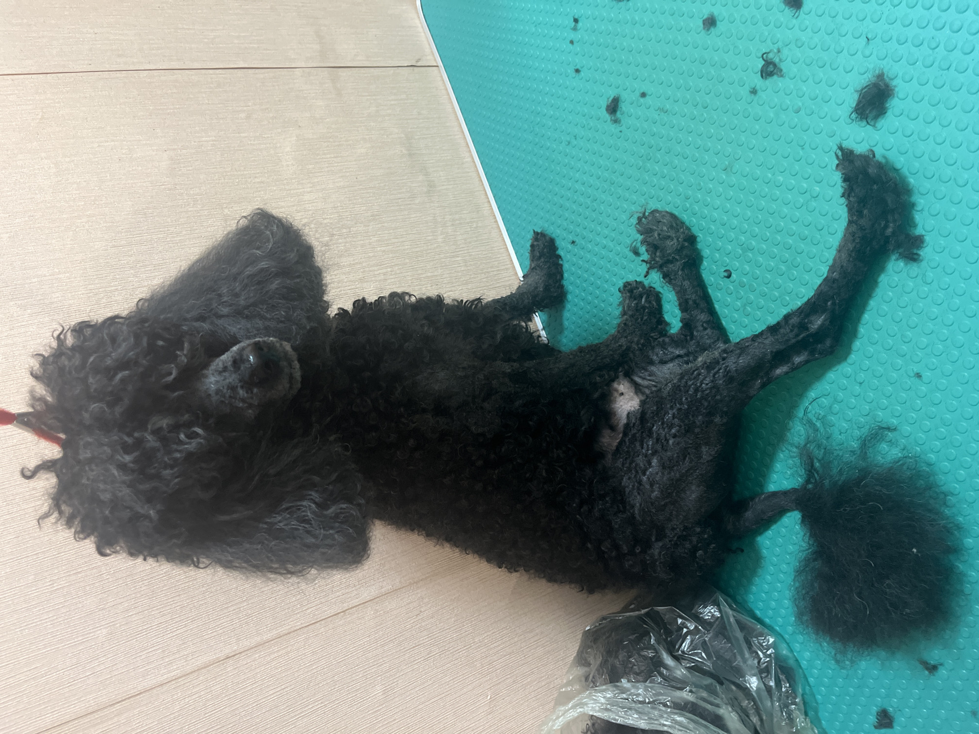 A black poodle is sitting on a teal grooming table, facing forward. The dog's fur is dark and curly, and it appears to have recently been groomed, as evidenced by scattered clumps of black fur on the table and in a clear plastic bag to the left of the dog. The dog is wearing a red leash around its neck. The background is a light-colored wall.